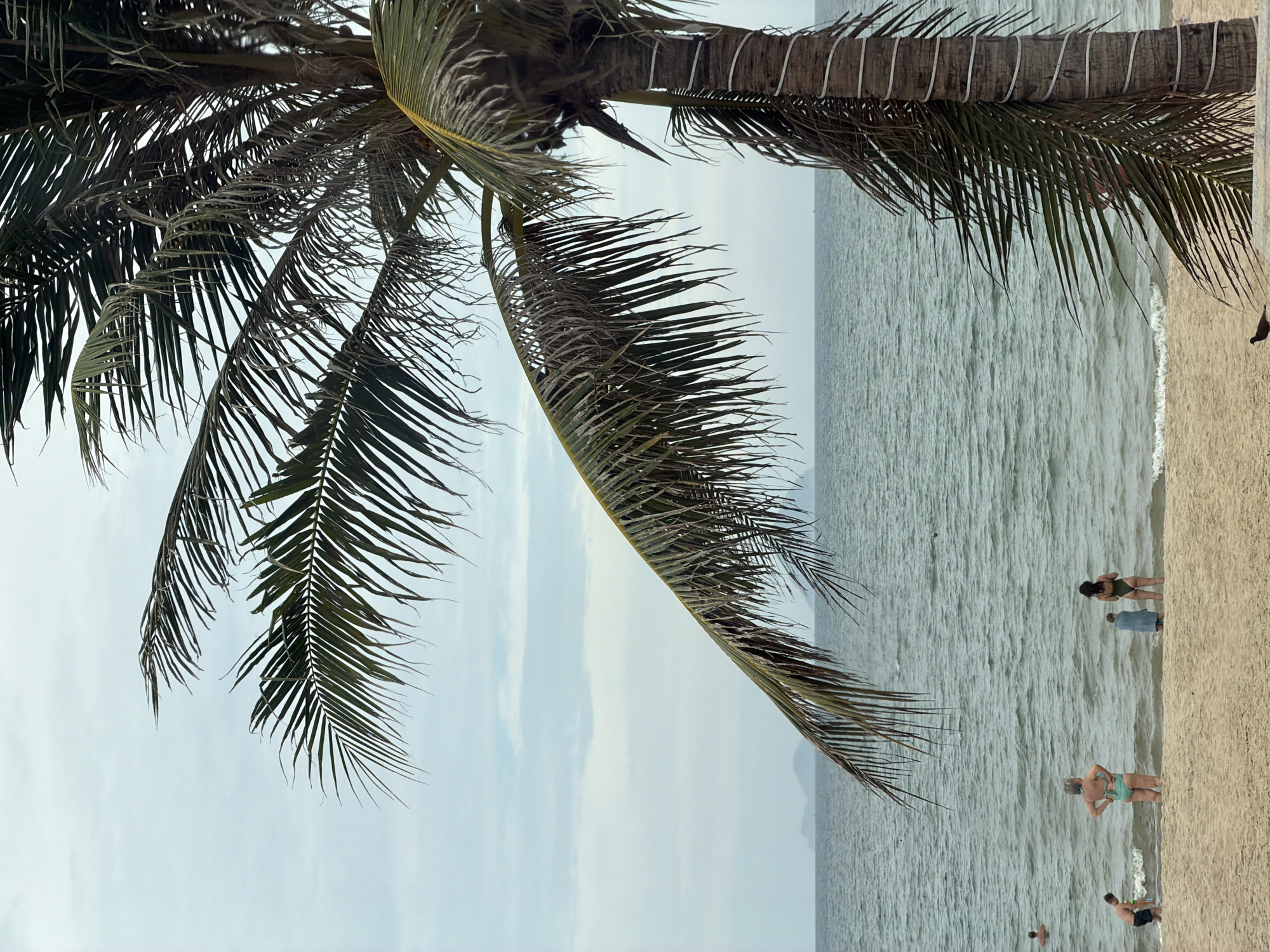 A sideways-oriented medium shot captures a scene at Nha Trang beach, in Nha Trang Ward, Vietnam. A palm tree dominates the left side of the frame, with its leaves hanging diagonally down, partially obscuring the sky and ocean. The sky appears overcast, with muted blue tones. The ocean stretches towards the horizon, marked by subtle waves.
On the sandy beach, several individuals are visible. At the right, a woman in a green swimsuit stands near the water's edge. Nearby, a person in a blue shirt is partially submerged in the water. Further down the shoreline, an older woman in a light blue swimsuit is seen at the shoreline, another man, also in the water, is near the bottom. All subjects appear to be enjoying the beach. A dark object that appears to be a bird is seen on the beach near the trunk of a palm tree.