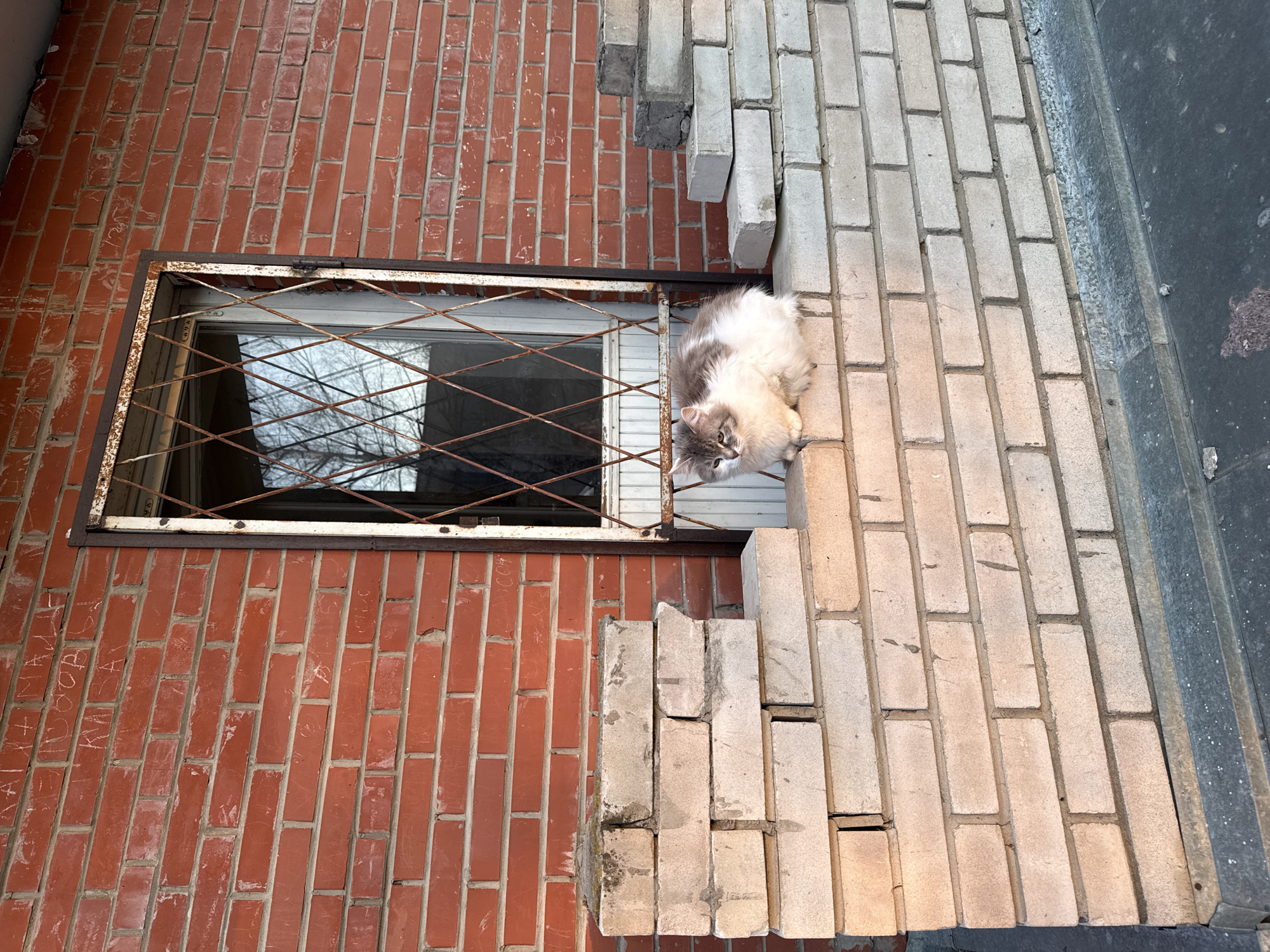 The image shows an outdoor scene, potentially an alleyway or the side of a building in an urban setting. The main focus is on a cat resting on a brick surface next to a window with a metal security grate. The window is set into a red brick wall. To the right of the window, there's a light-colored brick surface, seemingly a ledge or part of the building's structure, where the cat is located. The cat is medium-sized, with a fluffy white and grey coat. The background visible through the window's grate shows bare branches of trees, suggesting it might be winter or a season when the trees are without leaves. The image seems to be taken from a high angle. The location is listed as the city of Unknown, Unknown.