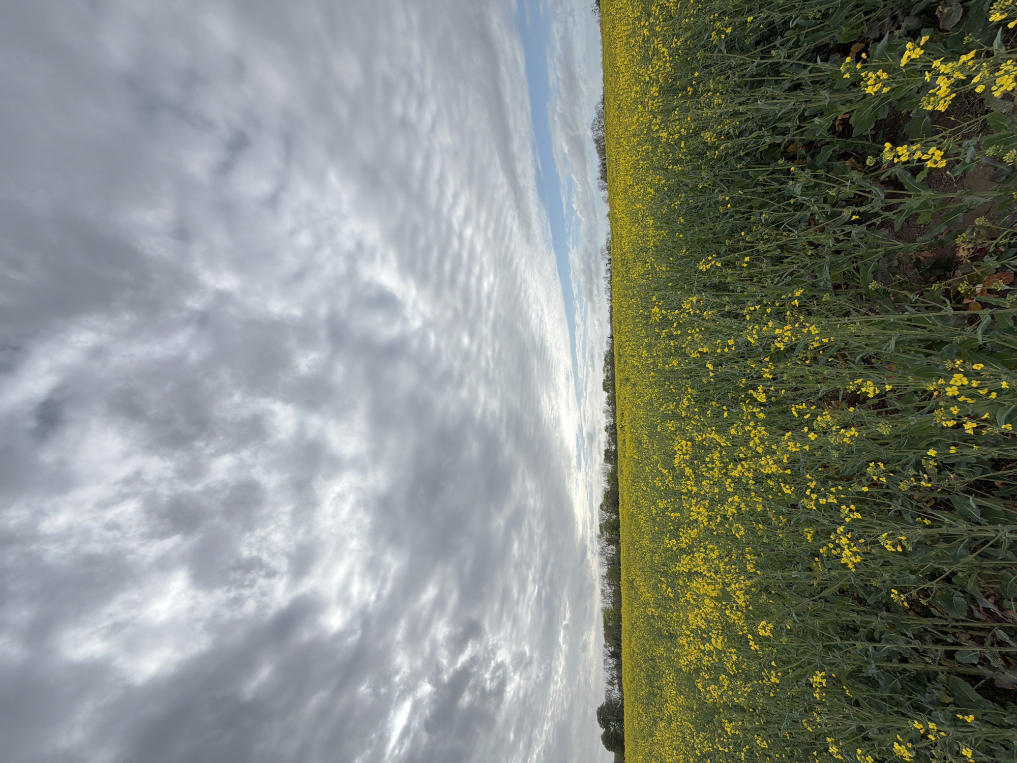The image shows a field of yellow rapeseed flowers under a cloudy sky. The field extends to the horizon. The sky is mostly covered with gray and white clouds, with a sliver of blue visible. The image is a landscape photograph taken in what is likely the countryside, and given the request, is probably located in or near Auvers-sur-Oise, France. There are no people visible. The key objects are the rapeseed field and the cloud-filled sky. The time of day is unclear but the light suggests it is daytime.