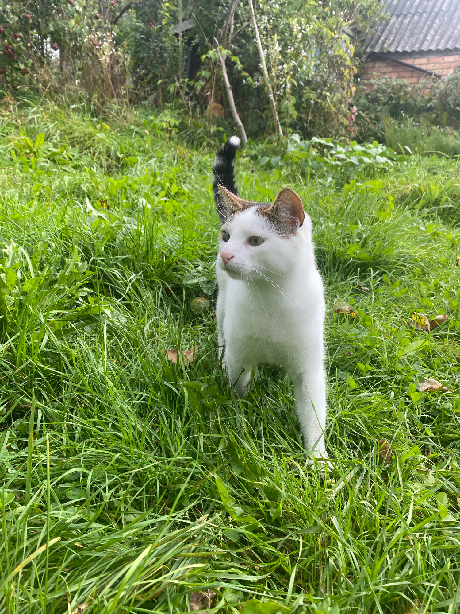 A white cat with brown and black markings on its ears and tail stands in tall green grass. The cat is facing left, with its head slightly turned towards the viewer. Its eyes are open and green. The background is blurred but shows vegetation and a portion of a building with a grey, corrugated roof. The scene appears to be outdoors in a rural or semi-rural setting.