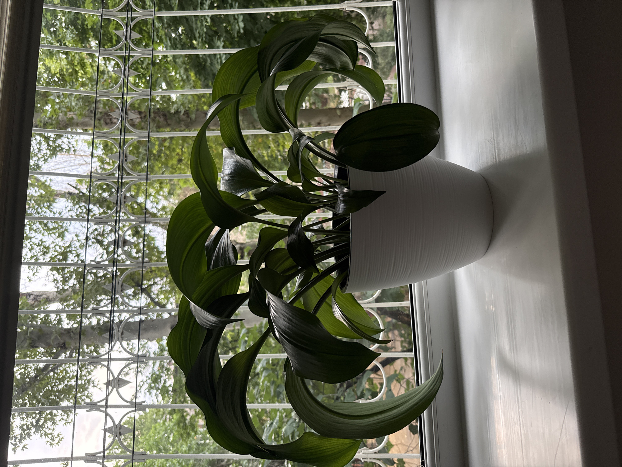A large, dark green, leafy houseplant in a white textured pot sits on a white windowsill. The plant has broad, arching leaves, some of which curve dramatically. Behind the plant, a white decorative metal grate is visible, overlaying a blurry background of lush green trees and foliage. The scene appears to be indoors, by a window. The presence of the decorative grate suggests a possible older building or a specific architectural style common in Tashkent, Uzbekistan, which often features such window embellishments. The lighting suggests it is daytime, possibly overcast.