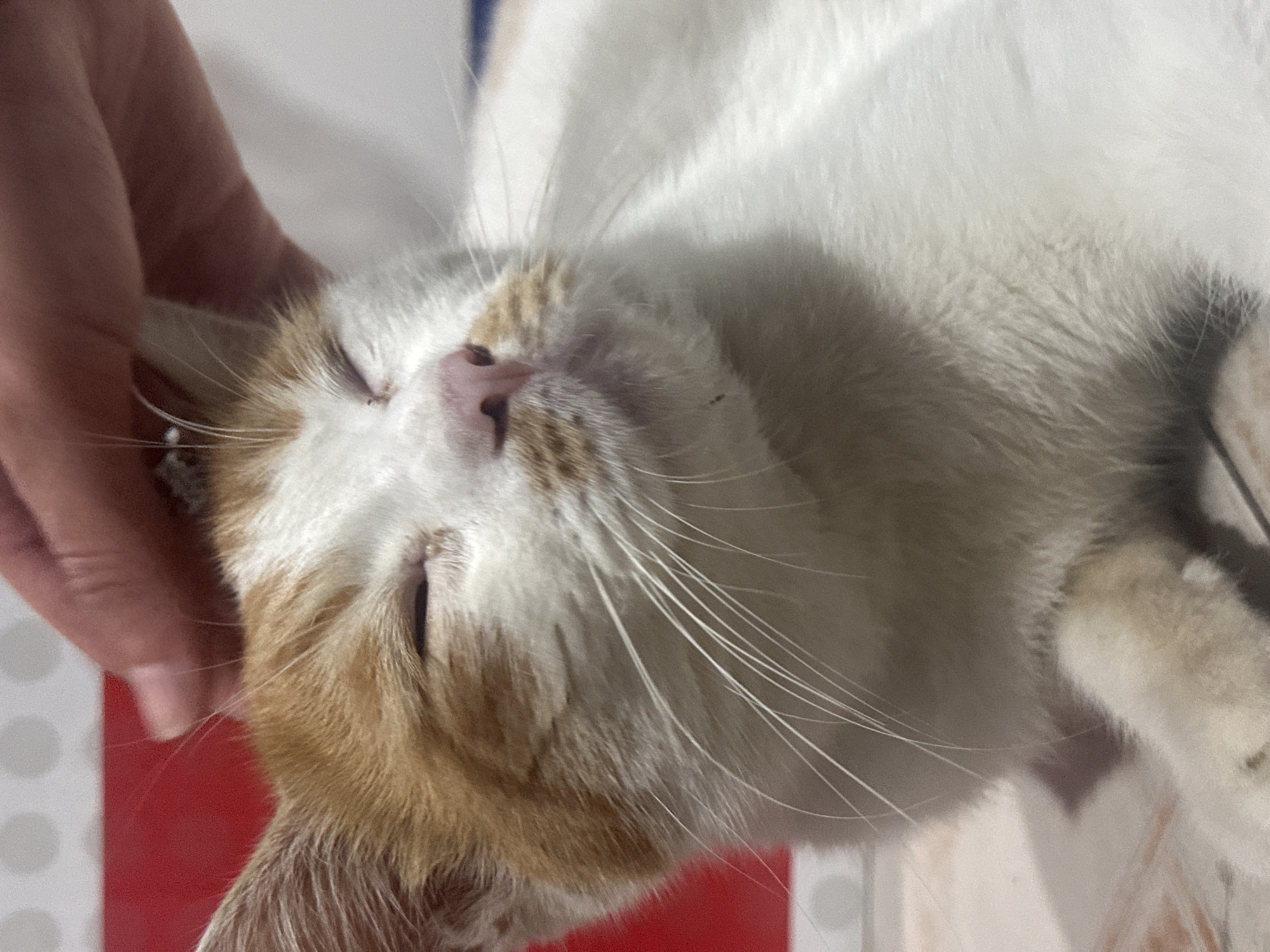 The image depicts a domestic cat with white and orange (ginger) fur, lying down in an indoor setting. A human hand, with light skin, is positioned at the top center of the frame, gently stroking the cat's forehead region. The cat's eyes are closed, suggesting a state of relaxation or contentment, and its pink nose and prominent white whiskers are clearly visible. The background immediately behind the cat's head features a distinct red panel or surface, topped by a white and light grey patterned surface with circular motifs. The surface beneath the cat appears to be light-colored tiling. The scene is situated in Trung Tam Ward, Vietnam.