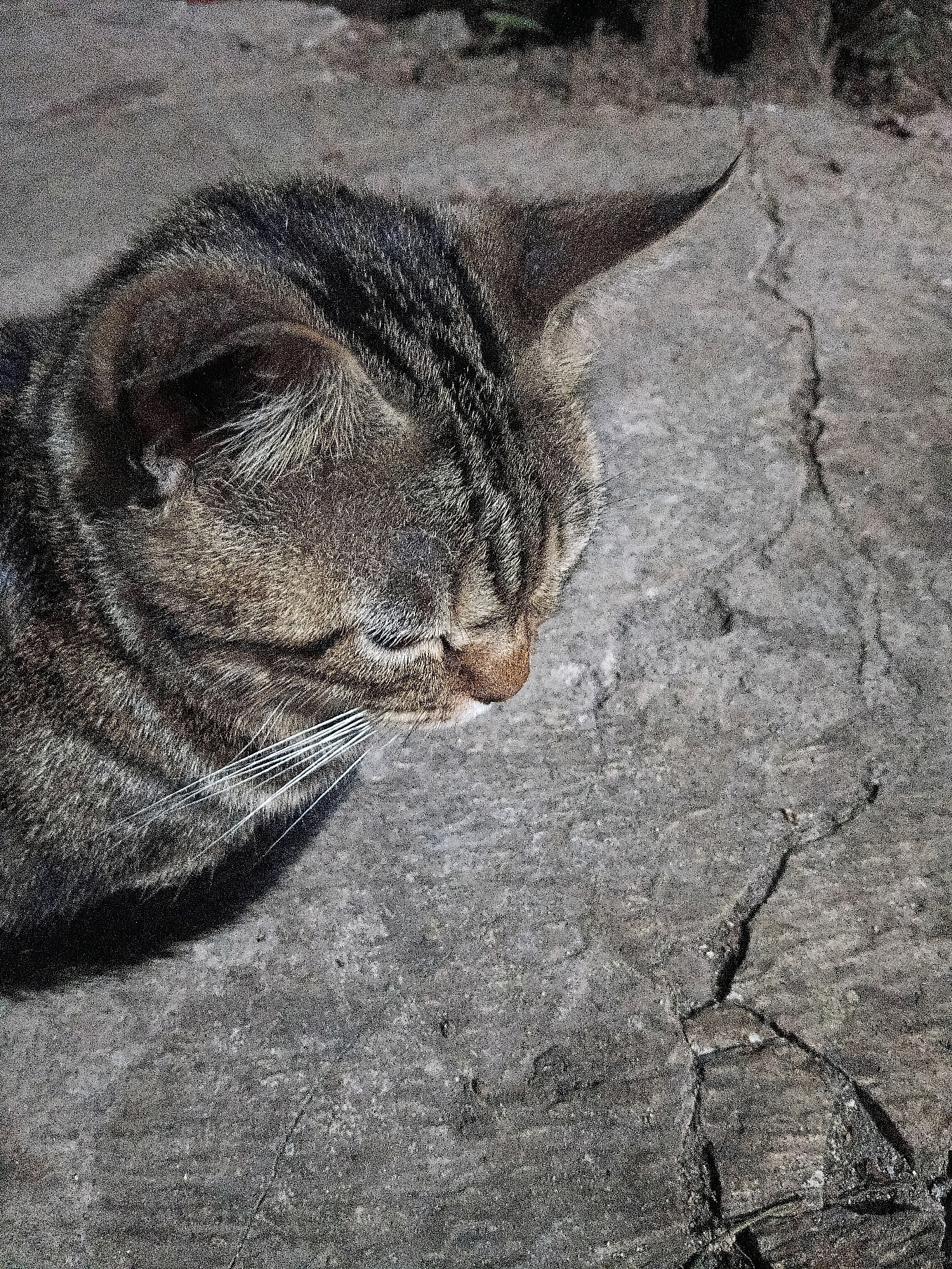A close-up, high-angle shot captures a tabby cat's head and upper body from a side view. The cat is lying on a cracked, grey concrete surface. The cat's fur displays a typical tabby pattern of brown, black, and grey stripes. Its eyes are closed or looking down, and its whiskers are prominent. The concrete shows significant wear and tear with visible cracks and irregular textures. The lighting suggests a bright, sunny day, casting a shadow of the cat onto the ground. The specific location within Cikal, Indonesia is not discernible from the image.
