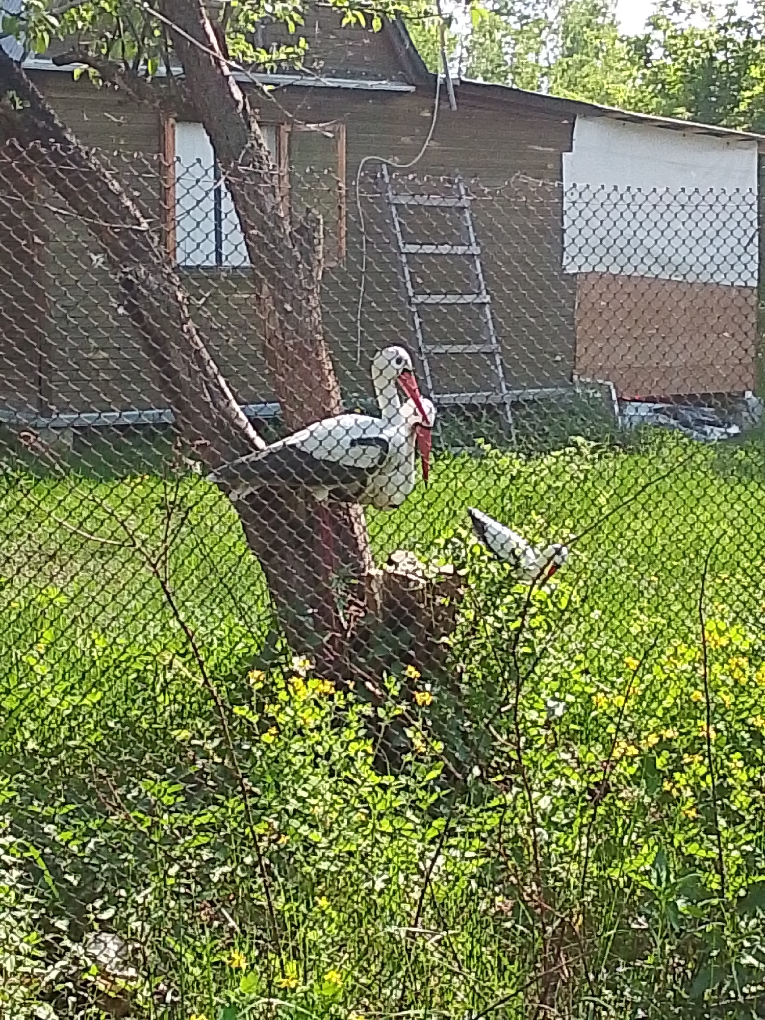 A photograph taken in Snopok Novyi, Russia, shows two artificial storks in a grassy area behind a chain-link fence. One stork stands prominently in the foreground, perched on a tree stump. It has white and black plumage with a long, red beak and legs. To its right, partially obscured by vegetation, is a second, similarly constructed stork. Behind the fence, a modest building is visible, featuring a window, brown siding and a white-sided section. A ladder leans against the building. The scene is bathed in sunlight.