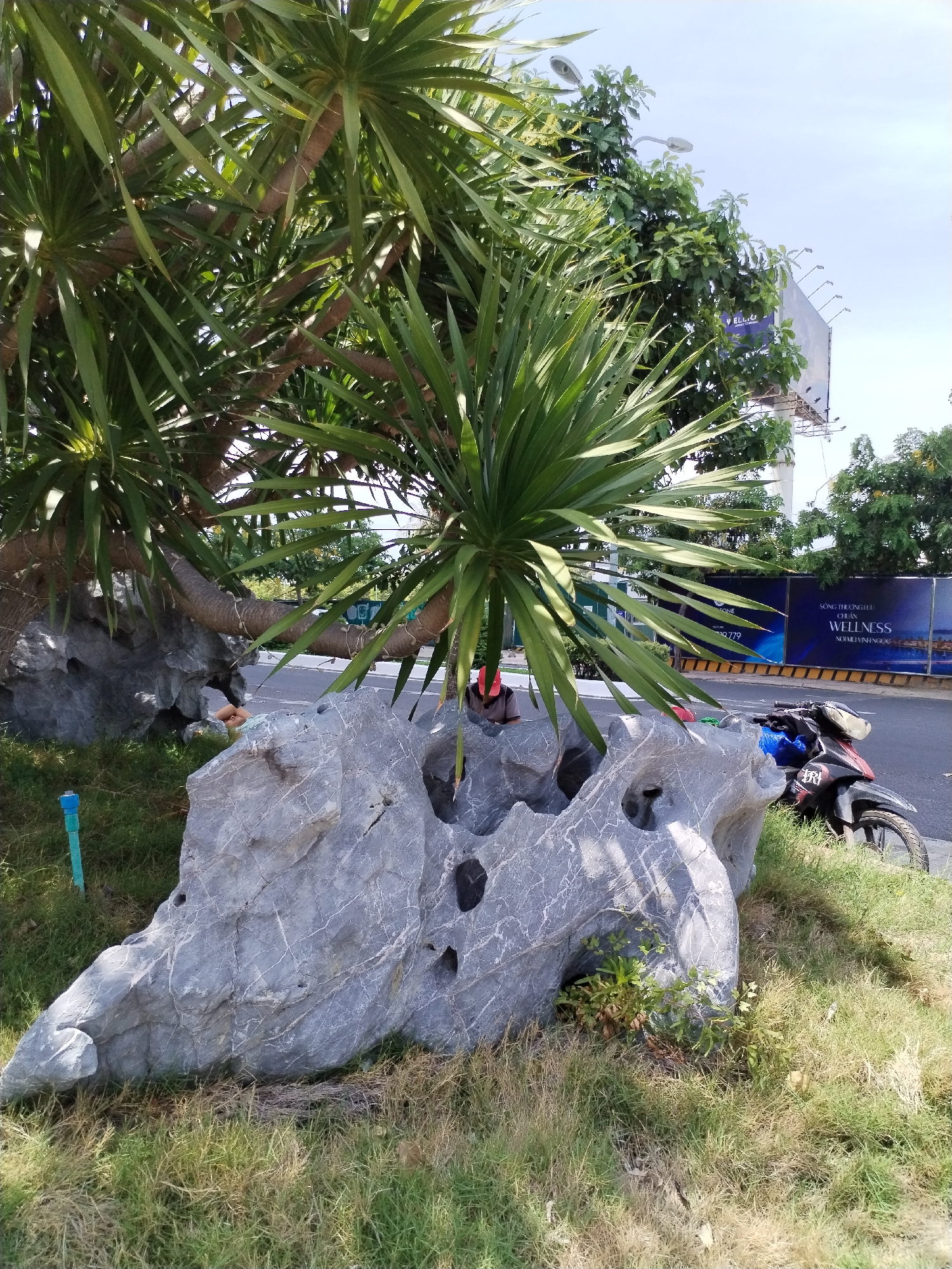 The image depicts an outdoor scene in Nha Trang Ward, Vietnam, featuring a large, intricately shaped grey rock formation in the foreground, partially covered by grass. A tall, leafy tree with spiky, sword-like leaves arches over the rock, with its trunk wrapped in what appear to be festive lights. To the right of the rock, a black motorcycle is parked on a grassy area. In the background, a street is visible, with a billboard advertising "WELLNESS" and "SONG THUONG LE" on a blue backdrop. Several streetlights and trees line the street, and the sky is bright and clear. A person wearing a red cap and a brown shirt is partially visible behind the rock formation. A bright blue pipe emerges from the grass near the left side of the rock.