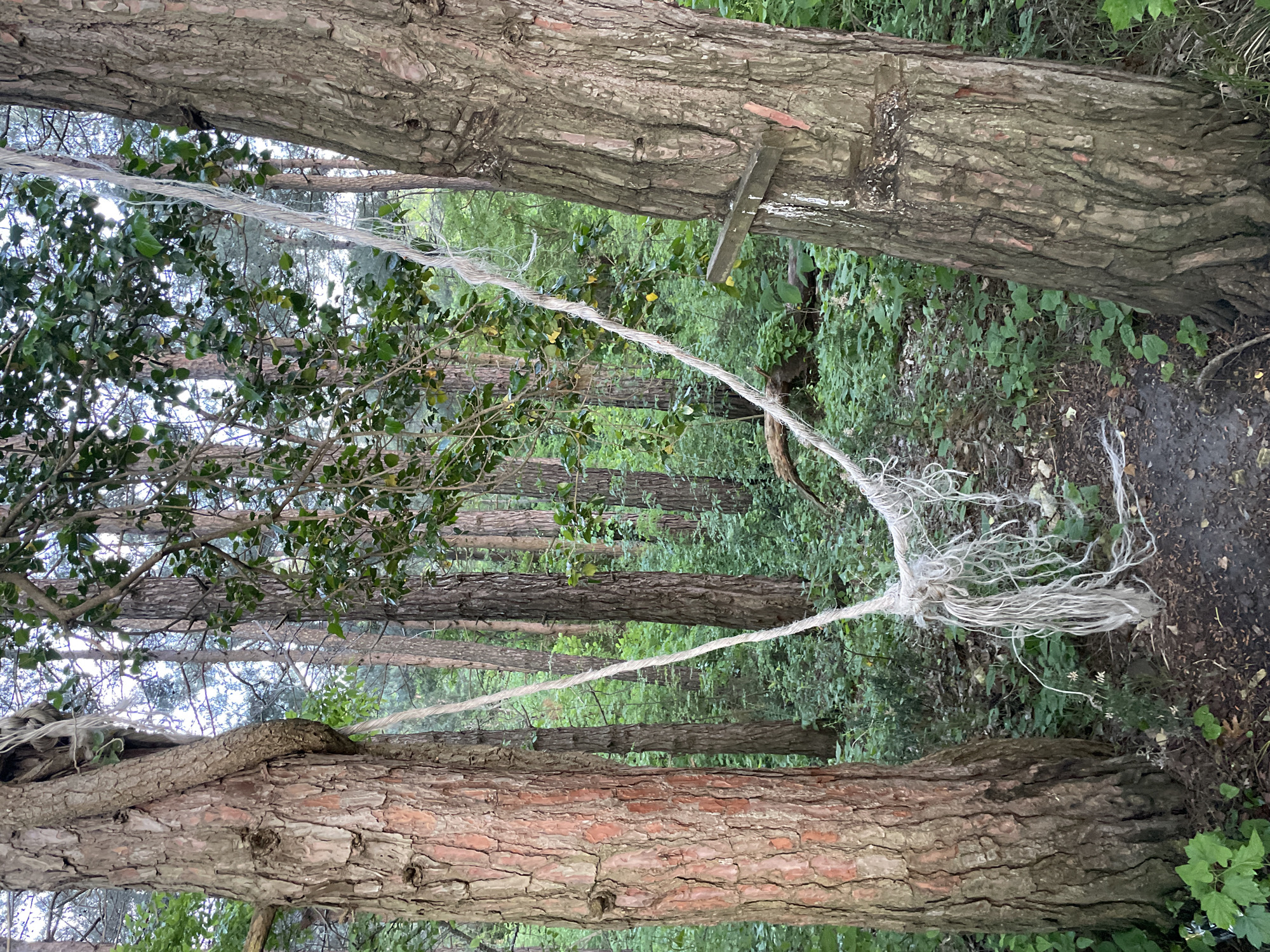The image depicts a forest scene, possibly in Olginka, Russia, although this is not verifiable from the image alone. Two large tree trunks are the primary focus, positioned horizontally across the frame. A white, frayed rope is strung between the trees. One end of the rope is attached to the tree on the right using a wooden support. The rope extends towards the tree on the left, where it is tied in a knot, with the frayed ends hanging down. The background consists of trees and green undergrowth, suggesting a forested environment. A narrow path is visible through the trees.