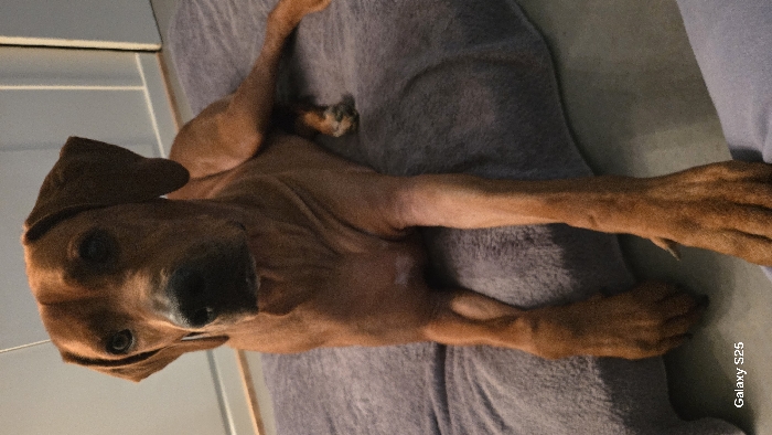 The image captures a reddish-brown dog lying on its back on a soft, grey or purple-grey upholstered surface, likely a bed or couch. The dog, which appears to be a medium to large breed with short fur, has its head turned towards the camera, looking directly at the viewer with dark, attentive eyes and a black nose. Its floppy ears are visible, with one slightly folded.
The dog's pose is relaxed and somewhat playful; its front paws are extended upwards and outwards, while its hind legs are bent, giving the impression it might be inviting a belly rub or simply in a very comfortable position. The fur shows varying shades of brown and red, highlighting its body contours.
In the background, to the upper left, there is a lighter, possibly white or light grey, wall or piece of furniture. The lighting in the image is soft, suggesting an indoor setting.
In the bottom right corner of the image, oriented vertically, the text "Galaxy S25" is visible, indicating the device used to take the photograph.