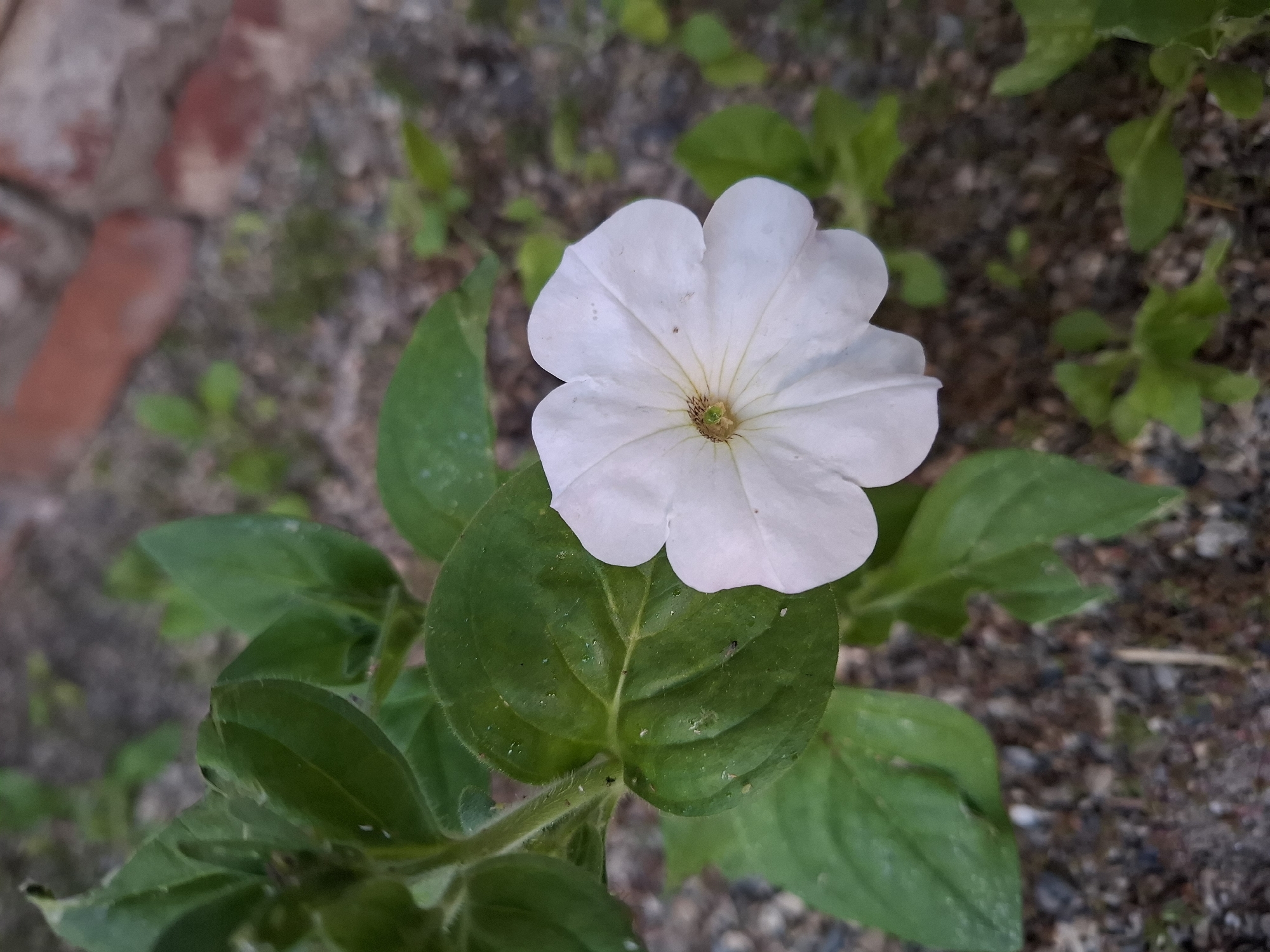 A close-up, eye-level shot captures a single white petunia flower with a faint yellow center, set against a backdrop of green foliage and a gravelly ground surface. The flower's petals are delicate and slightly ruffled, with subtle veining visible. The leaves are a deep green and appear slightly dusty. In the blurred background, hints of reddish-brown bricks and more green vegetation suggest an outdoor environment, possibly a garden or park. There are no people or animals present in the image. The scene appears to be located in Korenovsk, Russia, based on the provided context.