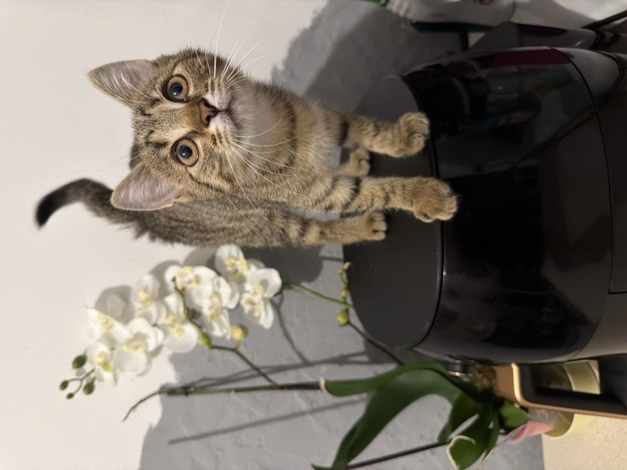 A tabby kitten is standing on top of a black appliance, possibly an air fryer, with its front paws on the surface. The kitten is looking upwards with wide, curious eyes. To the left of the kitten is a stem of white orchids with green leaves and buds, casting a shadow on a textured gray wall behind it. The background is mostly plain with some indistinct items on the right. The scene appears to be indoors, possibly in a kitchen or living area.
