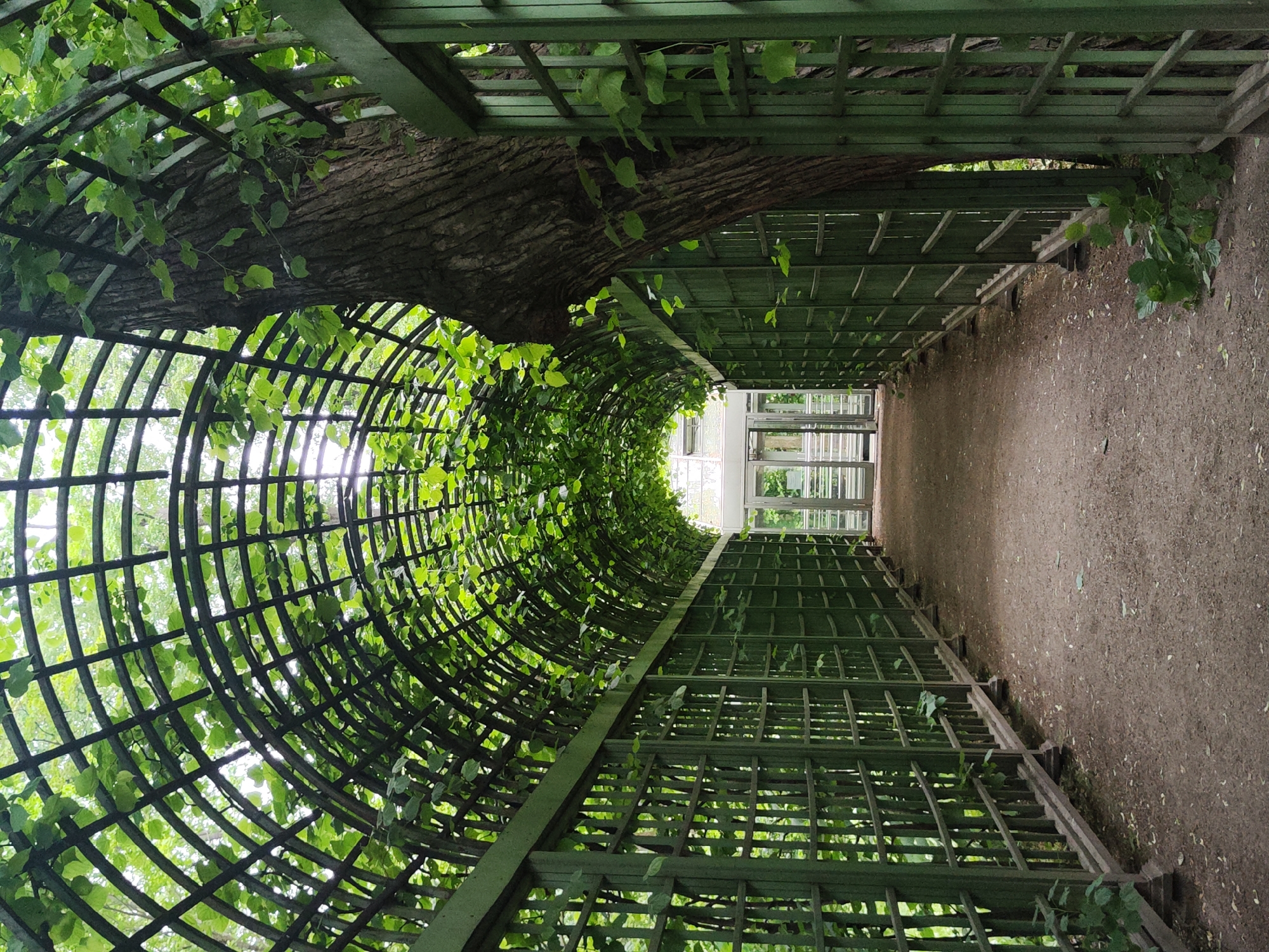 This is a vertical, eye-level, full shot of a garden archway with green lattice work and foliage. The archway forms a tunnel, with the path leading into the distance where a glass-enclosed structure can be seen. The lattice is made of curved wooden beams forming a grid pattern, with green leaves and vines growing over and through it, creating a lush, organic canopy. On the right side of the tunnel, a large tree trunk with rough bark is visible, its branches also intertwined with the lattice. The ground is covered with a dirt path, scattered with fallen leaves. The overall impression is one of a verdant, shaded walkway, possibly in a park or garden. Based on the architectural style and the presence of mature trees and manicured gardens, this scene is likely from the Summer Garden in Saint Petersburg, Russia. There are no people or animals present in the image.