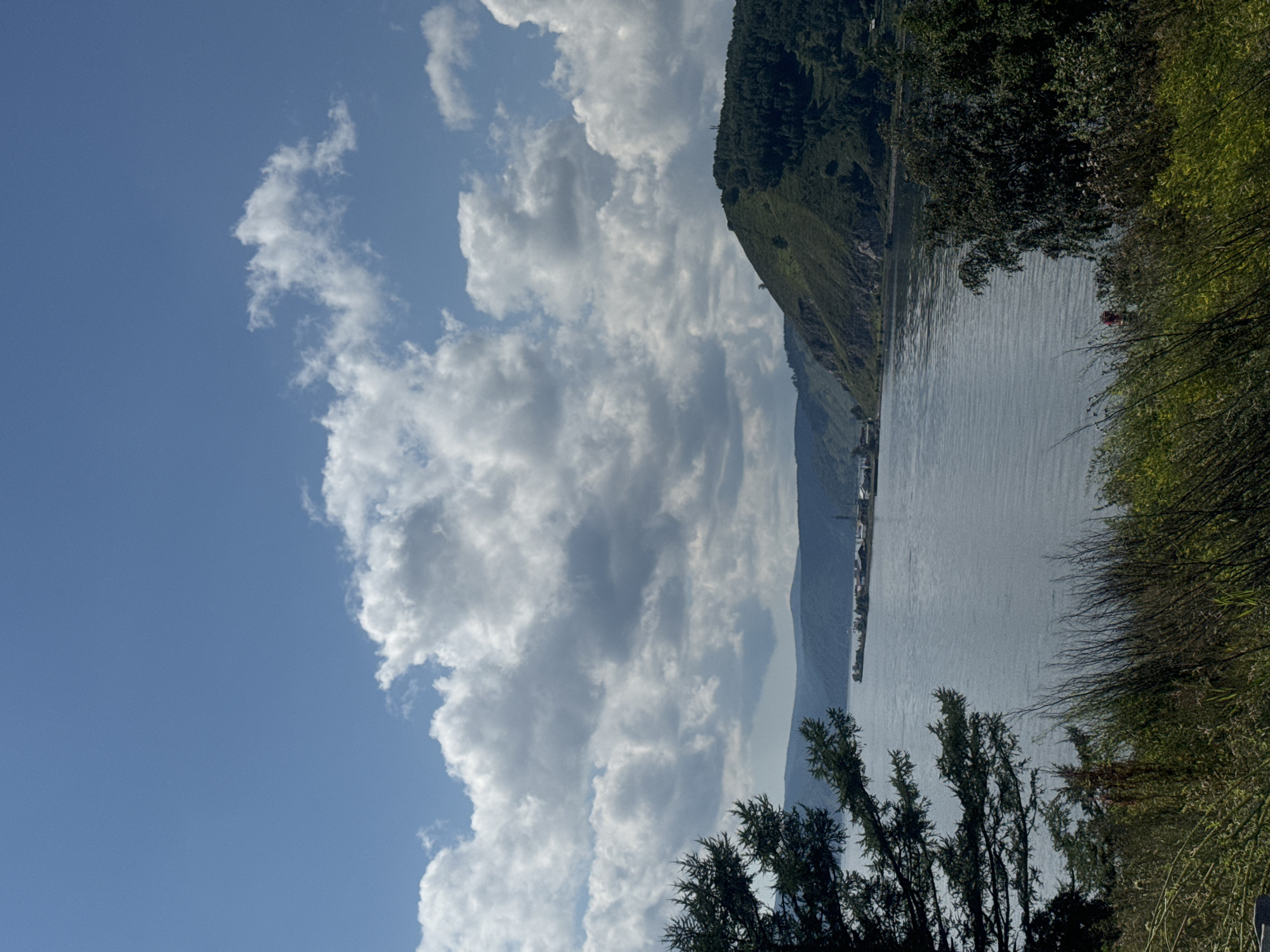 A wide, calm body of water, likely Lake Baikal, stretches across the middle ground of the image. On the far bank, a cluster of buildings suggests a settlement or industrial area, possibly part of Listvyanka, Russia. To the right, a steep, tree-covered hill rises dramatically, its slopes dotted with evergreen trees. The sky above is a bright blue, populated by scattered, fluffy white clouds. In the foreground, tall, dry grasses and some green foliage create a natural border, with the dark branches of a large conifer tree framing the left side of the scene. The lighting suggests a bright, sunny day.