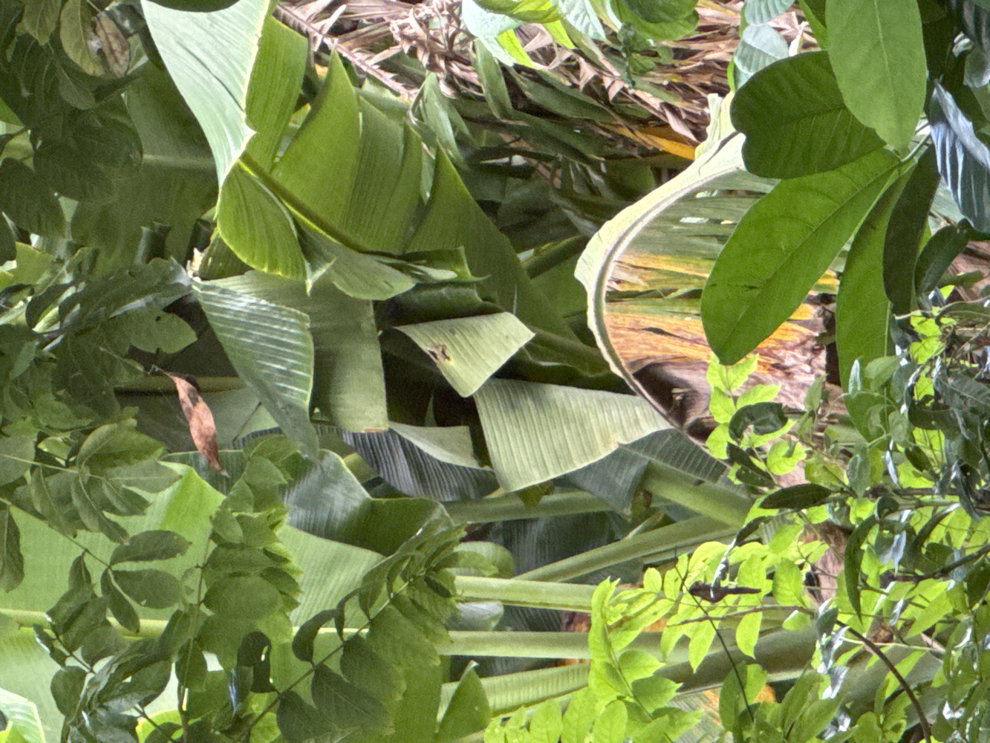 This image shows dense, mixed vegetation. The scene is dominated by large, broad banana leaves, interspersed with smaller, leafy branches and foliage, suggesting a tropical environment. In the background, there appears to be some dried palm fronds or similar plant material. The location is presumed to be Kuta Selatan, Indonesia, based on the request. However, there are no specific cues that would definitively confirm that place, in this natural context.