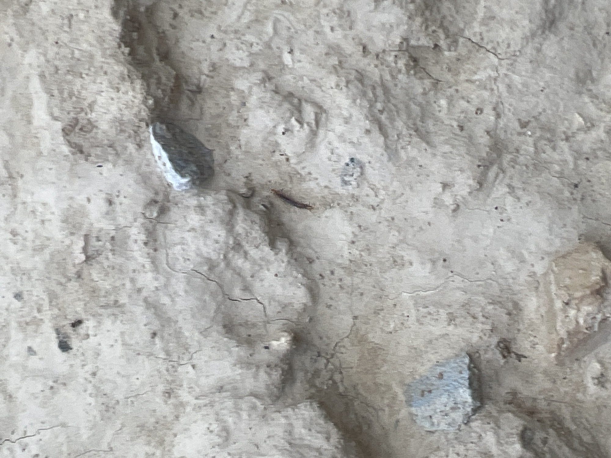 An extreme close-up shot shows a light brown, dry, cracked surface with scattered pebbles. The surface appears to be soil or dried mud. One small, dark, segmented insect is visible in the center-left of the image, oriented horizontally. Several light-colored stones are embedded in the surface, with one larger, lighter gray stone in the upper right and another light blueish-gray stone in the lower left. The lighting is diffused, suggesting an overcast day or indoor setting. The location is Unknown, Unknown.