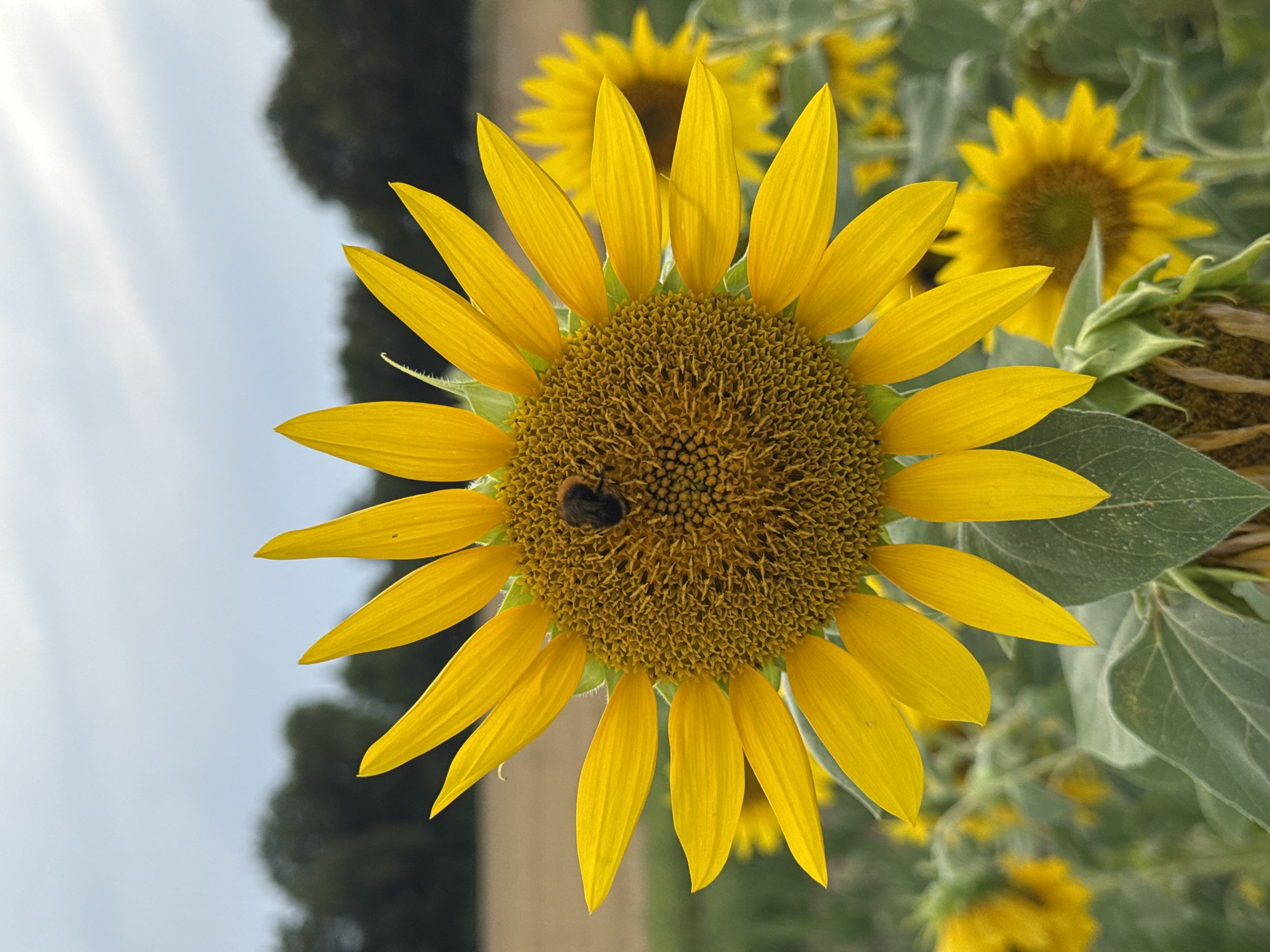 A close-up shot captures a bumblebee perched on the center of a vibrant sunflower. The sunflower's bright yellow petals radiate outwards against a blurred background of more sunflowers and green foliage. In the distance, a line of dark green trees forms a backdrop against a pale, cloudy sky. The scene is set in a field of sunflowers in the municipality of Wettstetten, Germany.