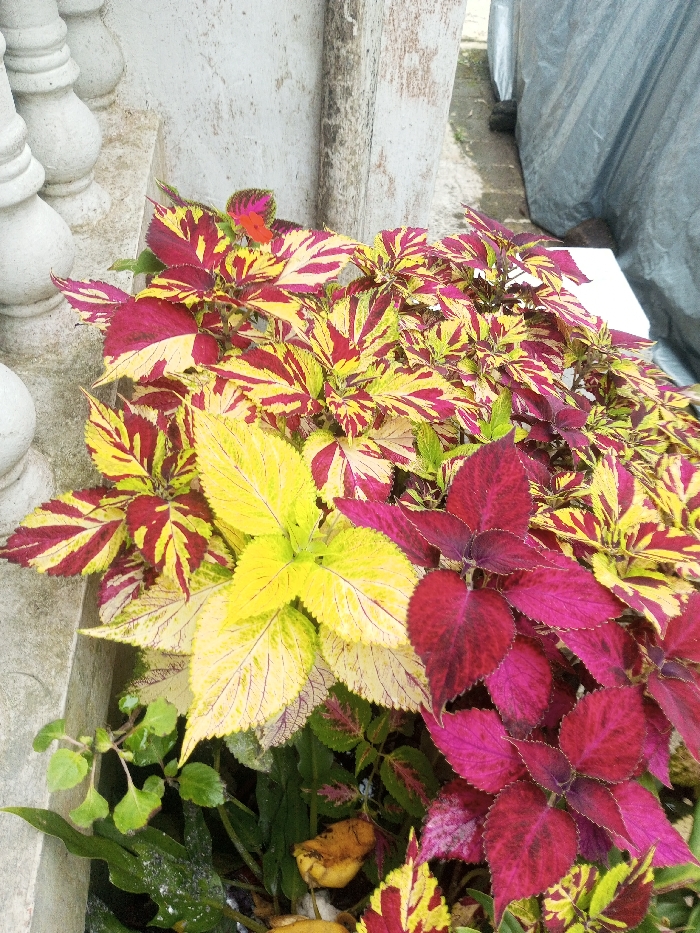 A cluster of vibrant coleus plants bursts with color. Leaves display striking patterns of deep red, bright yellow, and magenta. Some leaves are a solid, luminous yellow. They grow near a textured, weathered wall and a white balustrade. Green undergrowth peeks out from beneath the more colorful foliage. A gray tarp is visible in the background.