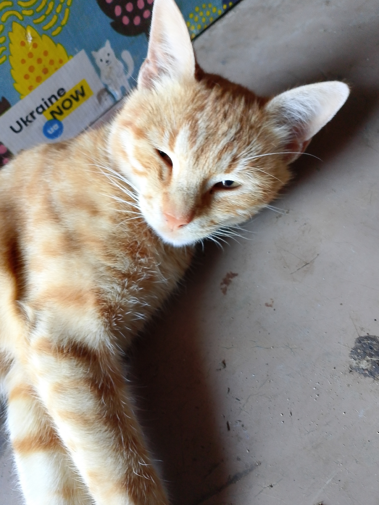 In Pryvilne, Ukraine, an orange tabby kitten with white paws and markings is lying on a grey, textured surface, possibly a floor. The kitten's eyes are partially closed, giving it a sleepy appearance. Behind the kitten, a blue object with yellow and pink polka dot patterns is visible, along with a piece of paper that has the words "Ukraine NOW" printed on it. The lighting suggests it is daytime, with shadows cast on the floor.