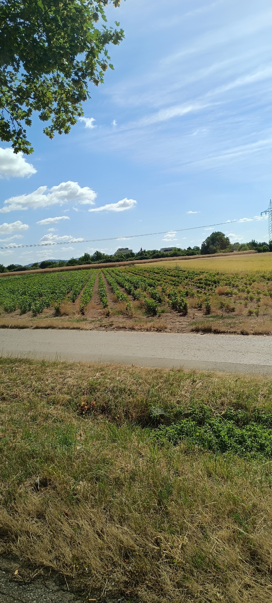 The image shows a rural landscape on a sunny day with a blue sky and white clouds. In the foreground, there is a dirt road with dry grass and some green plants. Beyond the road, there are rows of green crops, likely a vineyard or vegetable field, stretching into the distance. Further back, there is a field of golden crop, possibly wheat or barley. A line of trees separates the fields from a few buildings, including what appears to be a church spire and modern structures. In the far right of the image, a tall electricity pylon with power lines crossing the sky is visible. The scene suggests an agricultural area on the outskirts of a town. This location is on the outskirts of Fellbach, Germany, specifically in the area known for its vineyards, likely towards the northern or western edge of the town, bordering rural agricultural land.