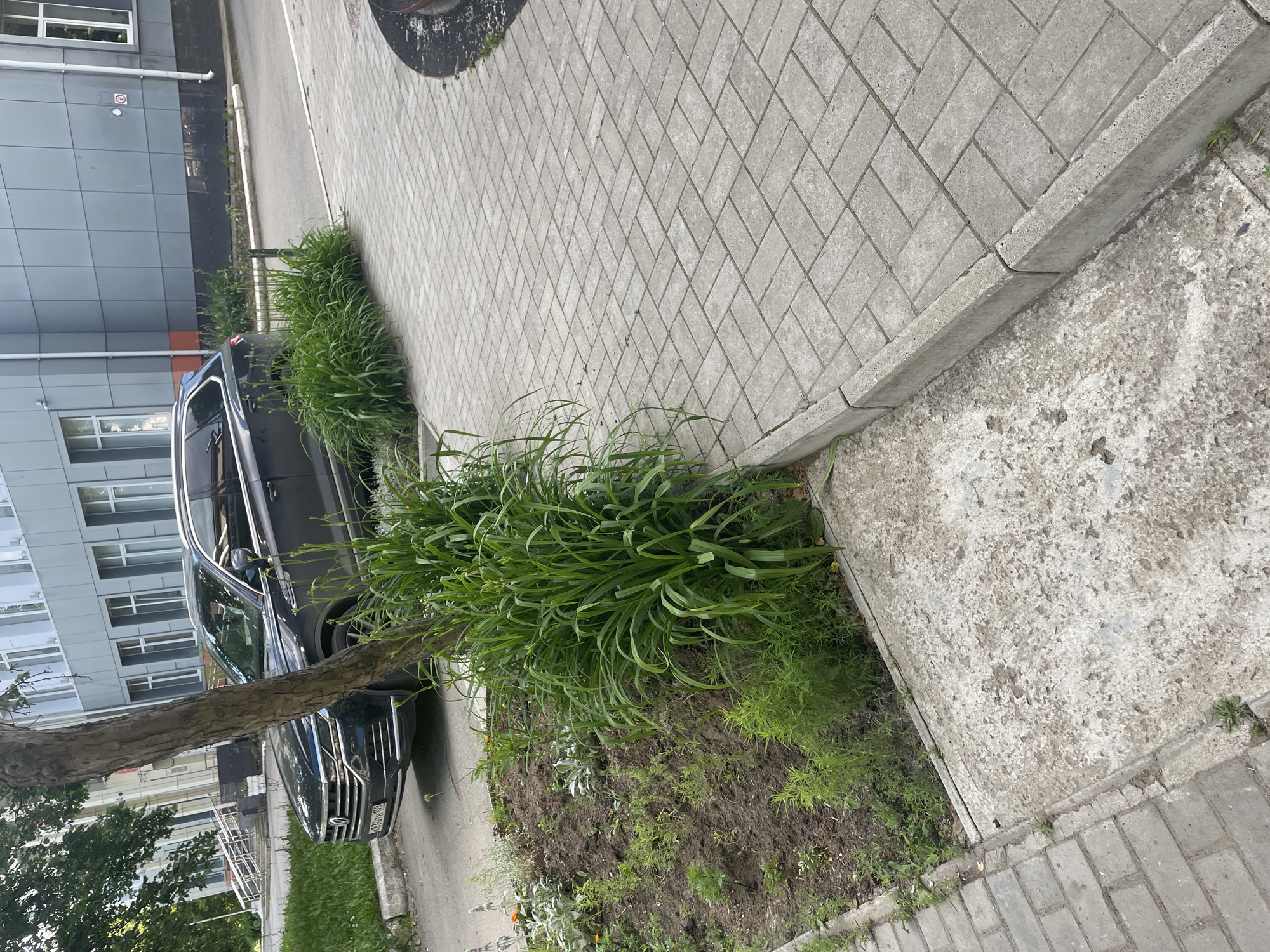 The image depicts an outdoor scene in Chaikovsky, Russia, likely during daytime with clear weather. The focus is on a modern residential or commercial building with a grey, tiled facade. In front of the building, there is a paved walkway made of grey rectangular bricks laid in a herringbone pattern, bordered by a concrete curb. Adjacent to the walkway is a patch of soil with lush green vegetation, including tall grass-like plants and smaller green plants, suggesting a planted garden bed. A dark-colored car, possibly a sedan, is parked along the side of the road, partially obscured by a tree trunk and the surrounding greenery. The tree has rough bark and its branches extend into the frame. The overall impression is one of an urban or suburban environment with landscaping. No people are visible in the image, and the scene appears calm and ordinary. A license plate is partially visible on the car, but the text is not legible.