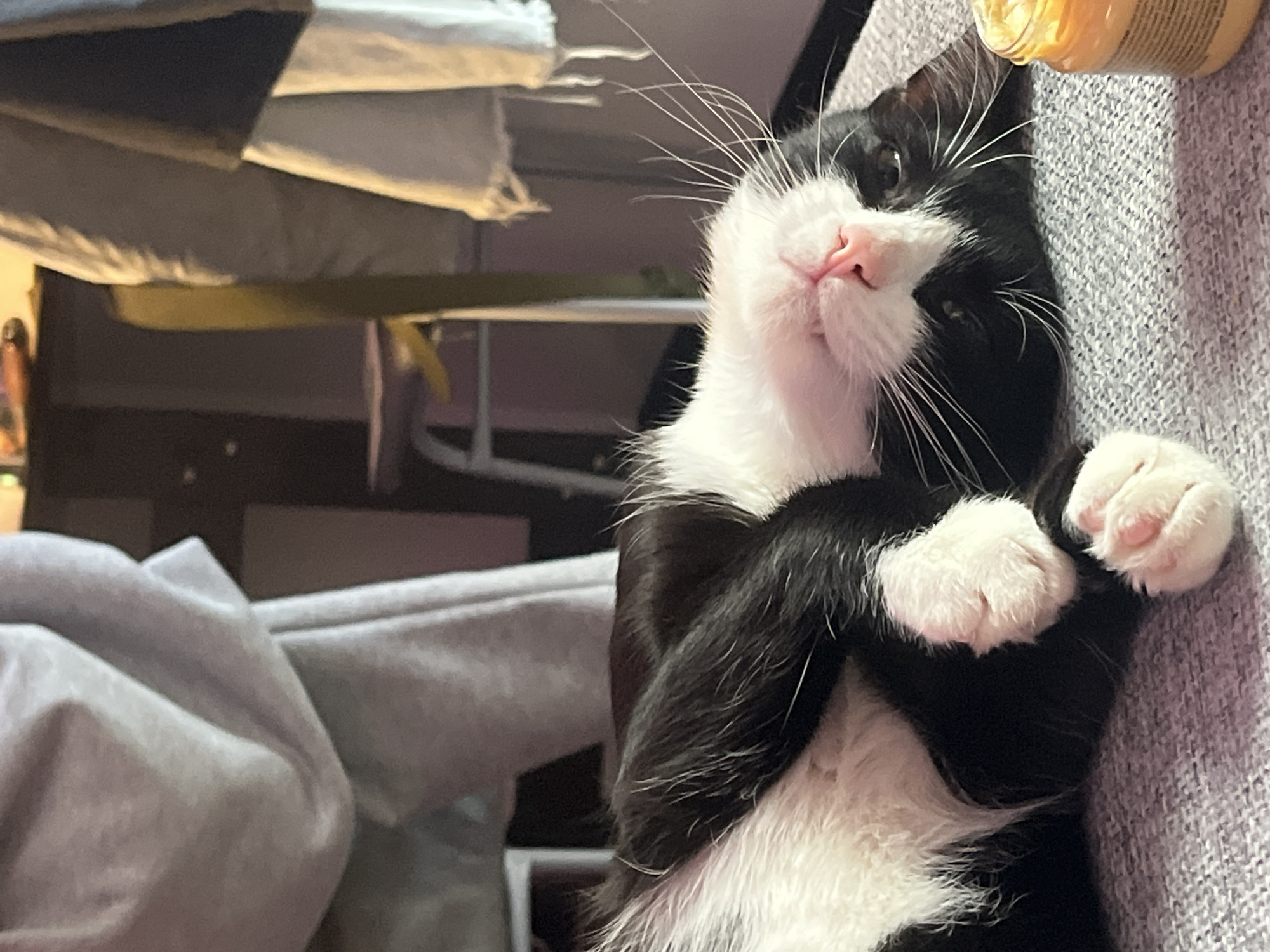 A black and white cat is lying on a gray, textured surface, possibly a couch. The cat is facing the camera with its front paws crossed. A jar with a yellow substance inside is visible in the upper right corner of the image. The background is blurred, showing a table with items on it.