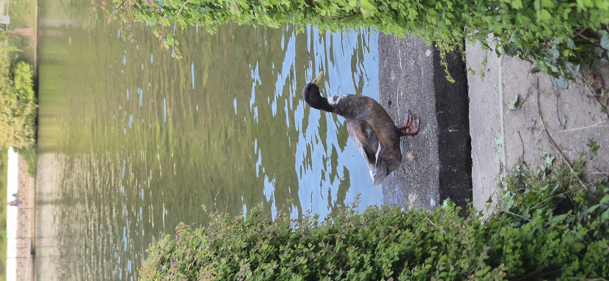 A horizontal outdoor shot depicts a duck on the edge of a body of water, framed by dense green foliage. The duck, with a dark brown body and black head, is perched on a dark gray concrete ledge at the water's edge, its body angled towards the water. The water reflects a pattern of light and sky, with shades of green and blue. The foliage surrounds the scene on the top and bottom edges, creating a natural frame. In the distance, a structure with a barrier can be seen. The photograph appears to have been taken during daylight hours.