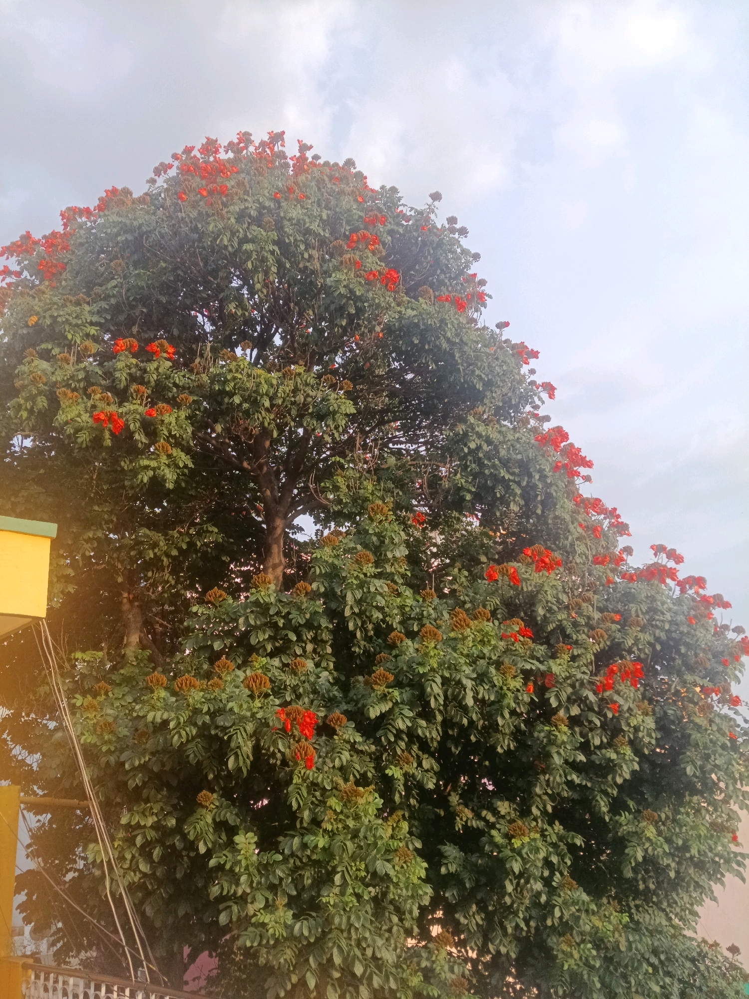 A medium shot captures a vibrant African tulip tree in full bloom, its branches laden with numerous bright red flowers. The tree is positioned to the right of the frame, with its dense green foliage and fiery blossoms dominating the view. To the left, a portion of a yellow building and some electrical wires are visible, suggesting an urban setting. In the background, a hazy sky with subtle cloud formations can be seen. The overall scene suggests a sunny or overcast day in Bengaluru, India, where this type of tree is commonly found.