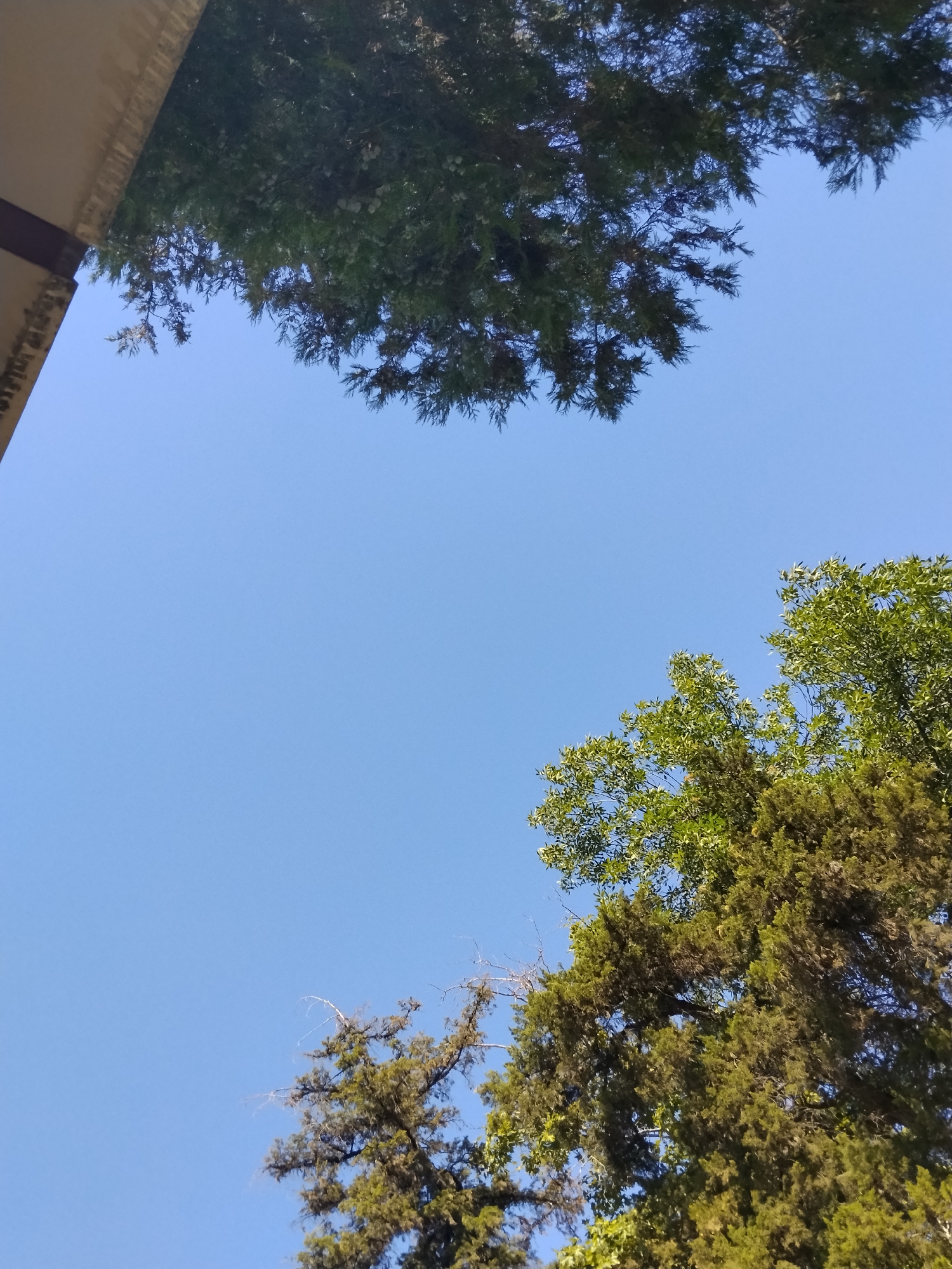 The image shows an upward view of a bright blue sky with the tops of several trees visible. A portion of a building or structure is visible in the upper left corner, with a textured, beige surface. The trees are a mix of green and brown foliage, with some branches extending into the sky. The lighting suggests it is daytime. The scene appears to be outdoors in a location with trees and possibly buildings, consistent with an urban environment. There are no people visible in the image, and no specific landmarks are identifiable to pinpoint a location within Tashkent, Uzbekistan.