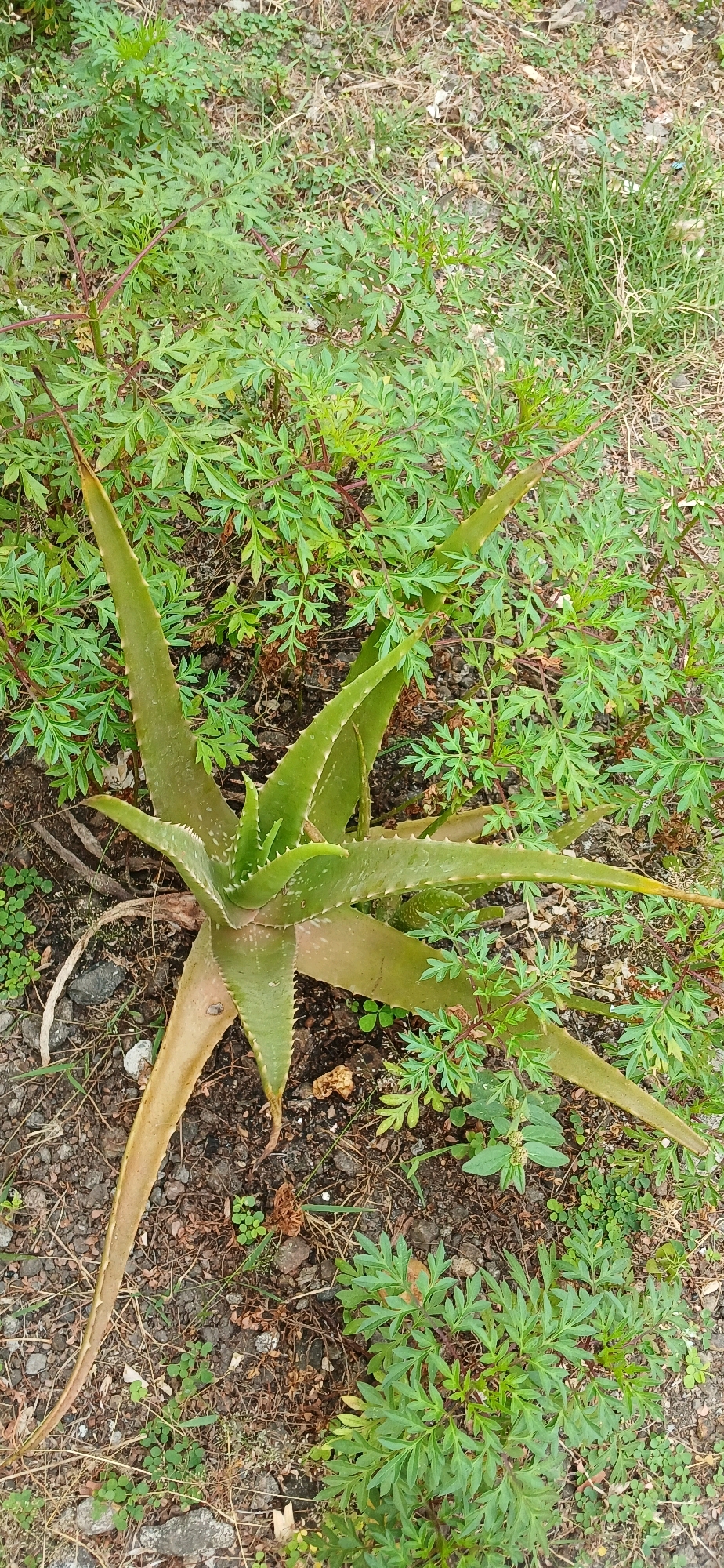 In Sutawinangun, Indonesia, an aloe vera plant is pictured in close-up from a high-angle perspective. The plant's thick, green, succulent leaves, edged with small serrations, fan outwards from a central base. Some of the lower leaves have a brownish hue, suggesting maturity or slight dehydration. The aloe vera is situated in a natural, outdoor environment with soil, small stones, and dry grass visible on the ground. Surrounding the aloe vera are patches of low-lying green plants with finely divided leaves, possibly cosmos or a similar flowering plant, which create a textured, wild undergrowth. The lighting appears to be natural daylight, casting subtle shadows and highlighting the varied textures of the foliage and ground. No people or animals are present in the frame.