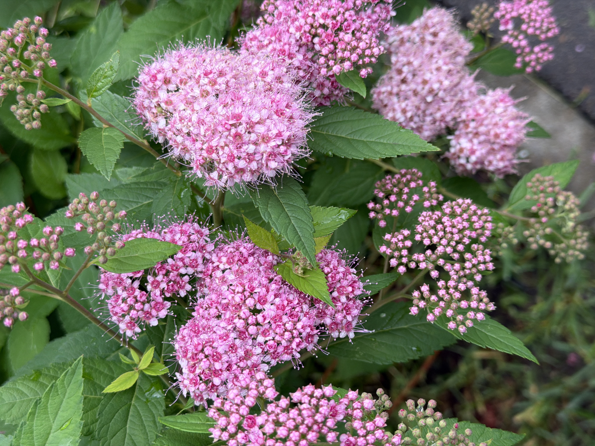 In an outdoor setting, a cluster of bright pink flowers with delicate, wispy petals and green foliage is prominently displayed. The flowers are grouped in dense, frothy clusters, with some appearing fully bloomed and others in bud. The leaves are a vibrant green, some showing slight water droplets. The background is a soft blur of greens and grays, hinting at other plants or a paved surface. The image is taken from a slightly elevated perspective, looking down onto the floral arrangement.