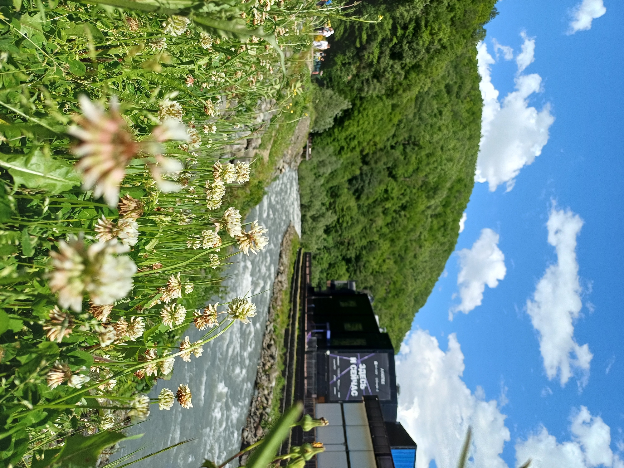 This vibrant landscape image captures a scenic view in Estosadok, Russia, under clear, sunny daylight. The foreground is filled with lush green foliage, predominantly clover plants with numerous white and light pink blossoms, some in sharp focus while others are softly blurred, suggesting a shallow depth of field.
In the midground, a fast-flowing river with turbulent, greyish-white water cuts through the scene. On the opposite bank of the river, a modern, dark-colored building is visible, featuring a large screen or billboard on its side. The screen prominently displays Russian text: "ЗДЕСЬ И СЕЙЧАС" (HERE AND NOW) and "АРТЕК" (ARTEK), likely an advertisement.
The background is dominated by a large, densely forested mountain or hillside covered in vibrant green trees. Above the mountain, the sky is a brilliant blue with scattered, fluffy white clouds, indicating excellent weather. A few distant figures of people can be faintly seen on the far riverbank, observing the natural beauty.
The scene evokes a sense of serene natural beauty combined with modern infrastructure, characteristic of a scenic and possibly tourist-oriented location. The bright illumination confirms it is daytime.