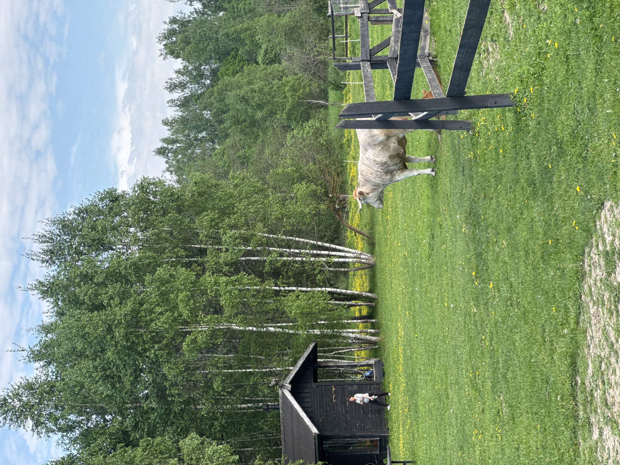 The image depicts a pastoral scene in Prudki, Russia. A light gray bull stands in a grassy field dotted with yellow wildflowers, partially obscured by a black wooden fence. Behind the bull, a dense forest of green trees is visible, including a cluster of white-barked birch trees. To the lower left, there's a small, dark wooden building with a steeply pitched roof. A person is visible near the building, seemingly leaning against it. The sky is blue with scattered white clouds. The ground cover is primarily green grass and wildflowers.