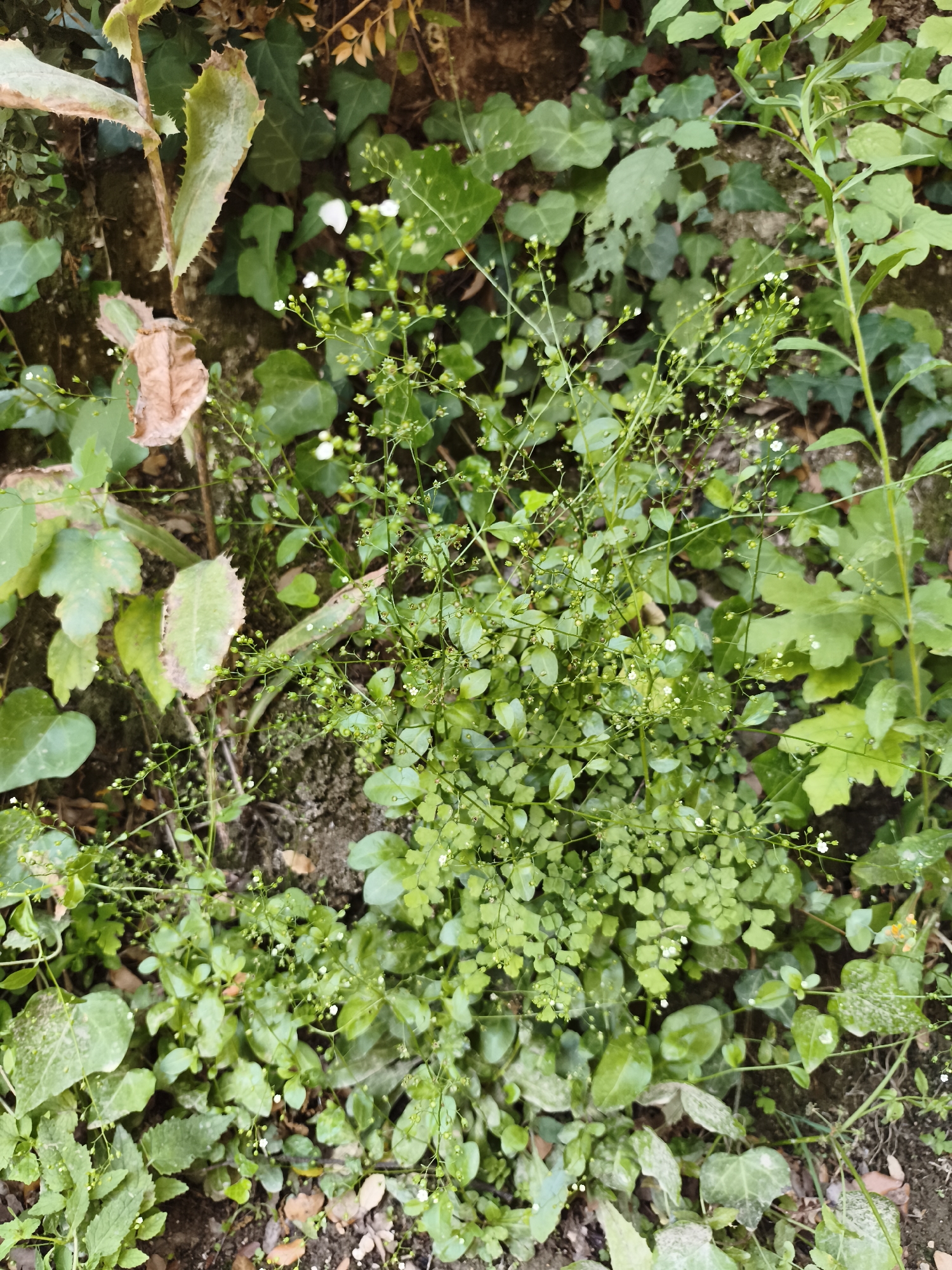 The image shows a close-up, overhead view of dense green foliage growing against a stone or brick wall, likely in an outdoor setting. Various types of plants are visible, including ivy with heart-shaped leaves, smaller plants with delicate, feathery leaves, and a taller, spiky plant with dry, brown leaves. Tiny white flowers are scattered throughout the scene, particularly on thin, wiry stems. The ground beneath the plants is a mix of dark soil and fallen leaves. The lighting suggests it is daytime, with some shadows indicating overcast conditions or a shaded area. The overall impression is one of natural overgrowth in a somewhat neglected or wild urban corner.