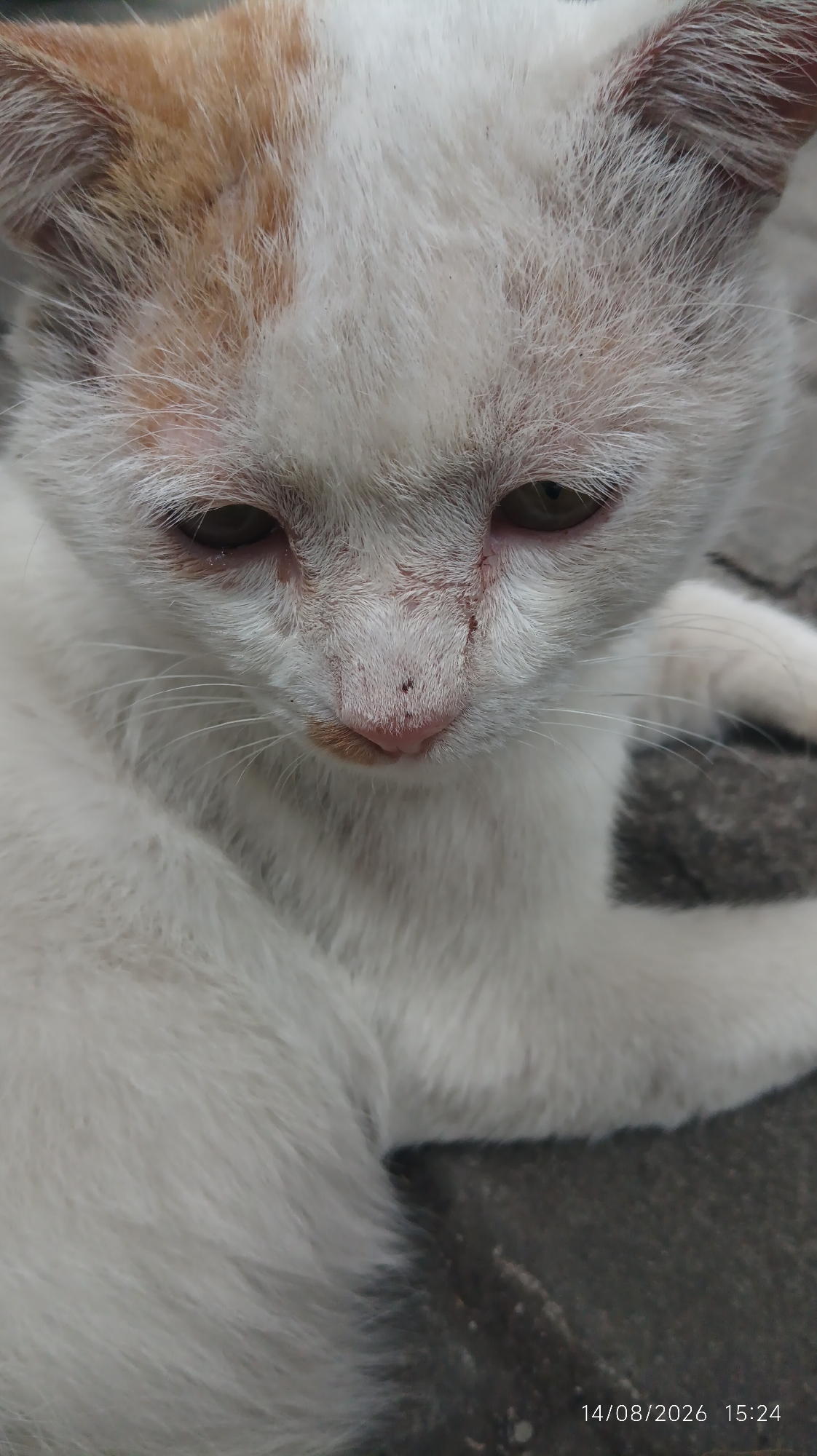 A close-up, high-angle shot shows a white and orange kitten resting on a textured, gray surface, possibly asphalt or concrete. The kitten's fur is primarily white with patches of orange on its head and ears. Its eyes are a light brown, and its nose is pink with a dark speck in the center. The kitten's mouth is slightly open, revealing a hint of its tongue. The background is blurred, focusing attention on the kitten's face. The timestamp "14/08/2026 15:24" is visible in the bottom right corner of the image. The scene is devoid of human presence or interaction. The lighting is even, suggesting an overcast day or shade. The image does not provide any information to determine its location in Tasikmalaya, Indonesia.