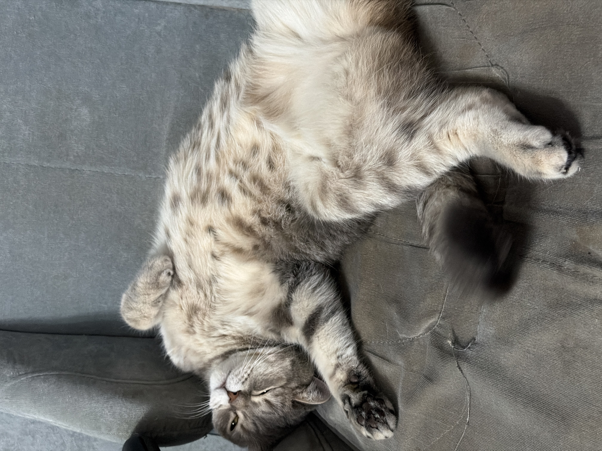 A gray and white tabby cat is lying on its back on a gray surface. The cat's head is at the bottom of the image, and its body extends upward. The cat's eyes are mostly closed, and its paws are curled up near its face. The surface beneath the cat appears to be a piece of furniture with a textured fabric. The location is unknown; there is no way to determine if this image was taken in Chaikovsky, Russia.