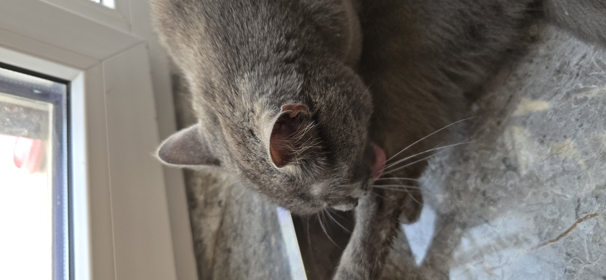 A close-up shot shows a grey cat grooming its paw. The cat's head is angled downwards, with its pink tongue extended to lick its paw. The cat's fur is short and dense, and its ears are visible, one partially obscuring the other. The background is out of focus, but suggests an indoor setting with a window and a marble-like surface.