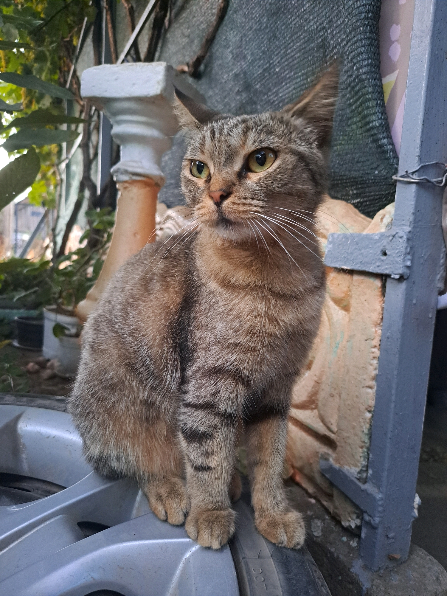 A tabby cat with green eyes sits on a silver car wheel. The cat is facing to the left, with its ears perked up and its mouth slightly open. Its fur is a mix of brown, black, and tan stripes. The background is a blur of green foliage and a grey wall. The image appears to be taken outdoors. There is no indication of the city of Vypasne, Ukraine.
