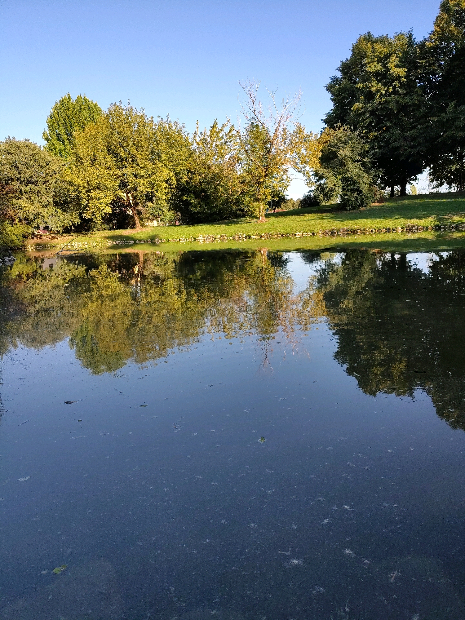 A serene pond scene unfolds under a clear blue sky. Lush green trees, some with yellowing foliage, line the far bank, their reflections mirrored in the still water. A gentle slope of manicured grass separates the trees from the pond's edge, which is defined by a low stone border. The water's surface is dark and reflective, with scattered leaves and debris visible. The overall impression is one of natural beauty and tranquility.