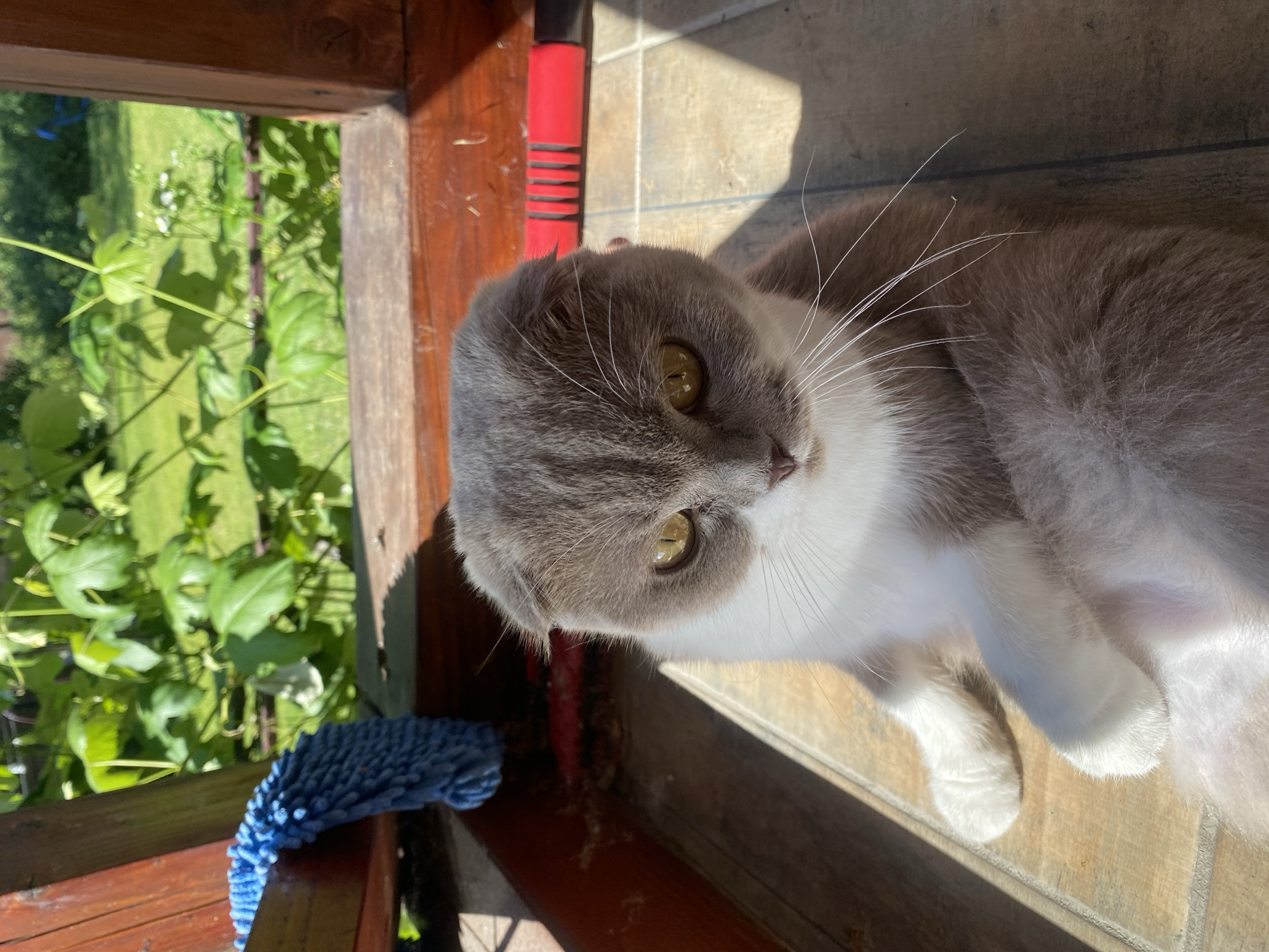 A Scottish Fold cat with grey and white fur is sitting on a tiled surface outdoors. The cat has yellow eyes and is facing the camera. Behind the cat, there is a wooden structure with a blue cleaning tool draped over it. Beyond the structure, lush green foliage and grass are visible, suggesting a garden or park setting. The sunlight casts shadows on the tiled floor. This scene is located in Mykytyntsi, Ukraine.