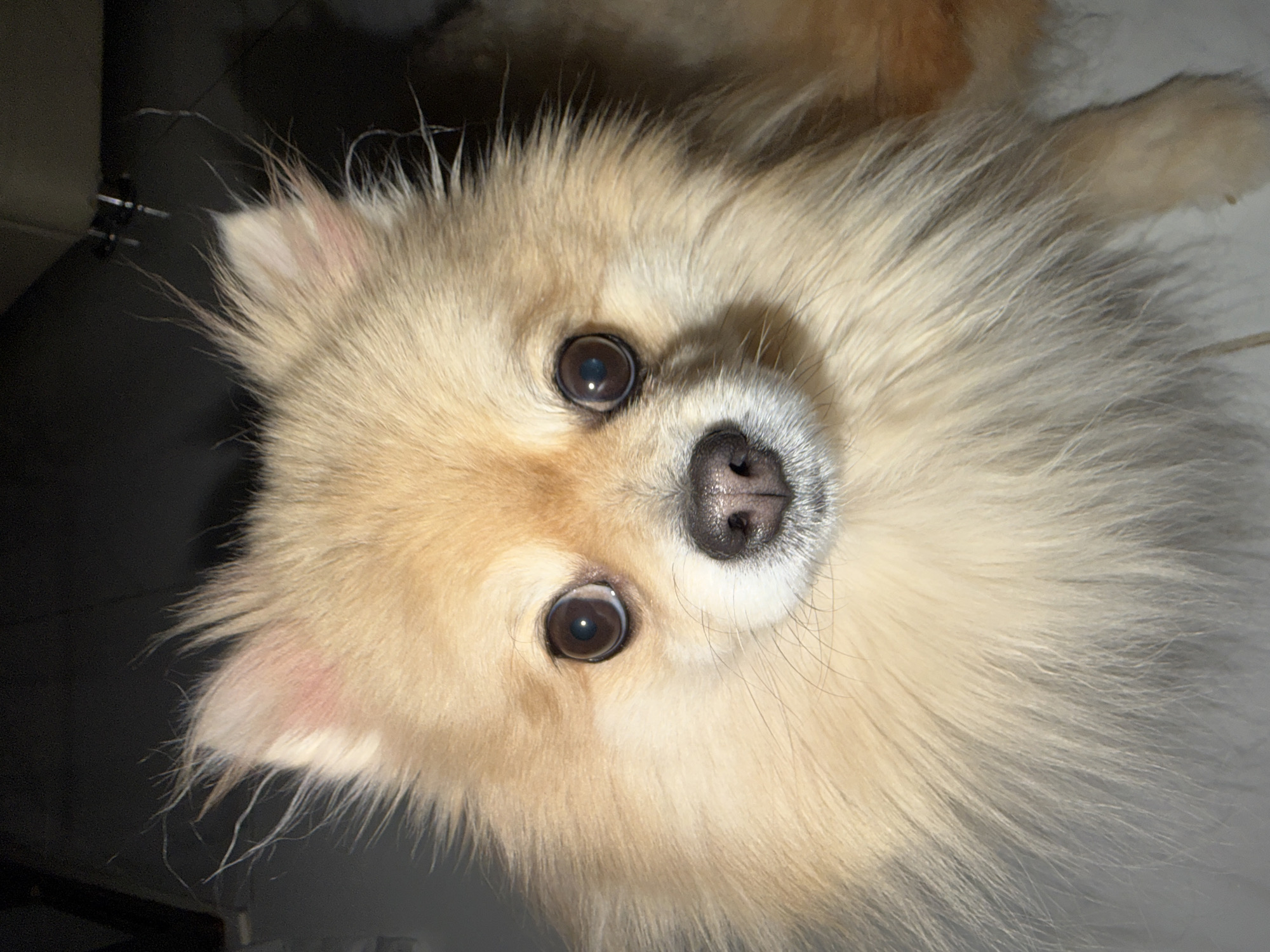 A light brown Pomeranian dog is looking directly at the camera with its ears perked up and its mouth closed. The dog's eyes are wide open, and its pupils are reflecting light. Its nose is dark and moist. The dog's fur is fluffy and light brown, with some darker brown or black strands mixed in. The background is dark and out of focus. The image appears to be taken indoors, with artificial lighting. There is no identifiable location in Tbilisi, Georgia.