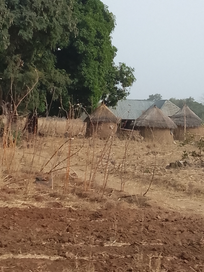 The image displays a rural landscape in Jibam, Nigeria, under a hazy, light gray sky. The immediate foreground consists of freshly tilled, reddish-brown earth. Moving into the midground, the terrain transitions to dry, light brown scrubland characterized by sparse, withered vegetation and numerous thin, bare, thorny stalks. In the background, a cluster of structures is visible. On the far left, a large, verdant tree with dense green foliage partially frames the scene. To the right of the tree, three traditional, circular huts with light brown earthen walls and conical thatched roofs are arranged. Behind these huts, a larger, rectangular building with a gray corrugated metal roof is discernible. No individuals, specific actions, or explicit interactions are depicted.