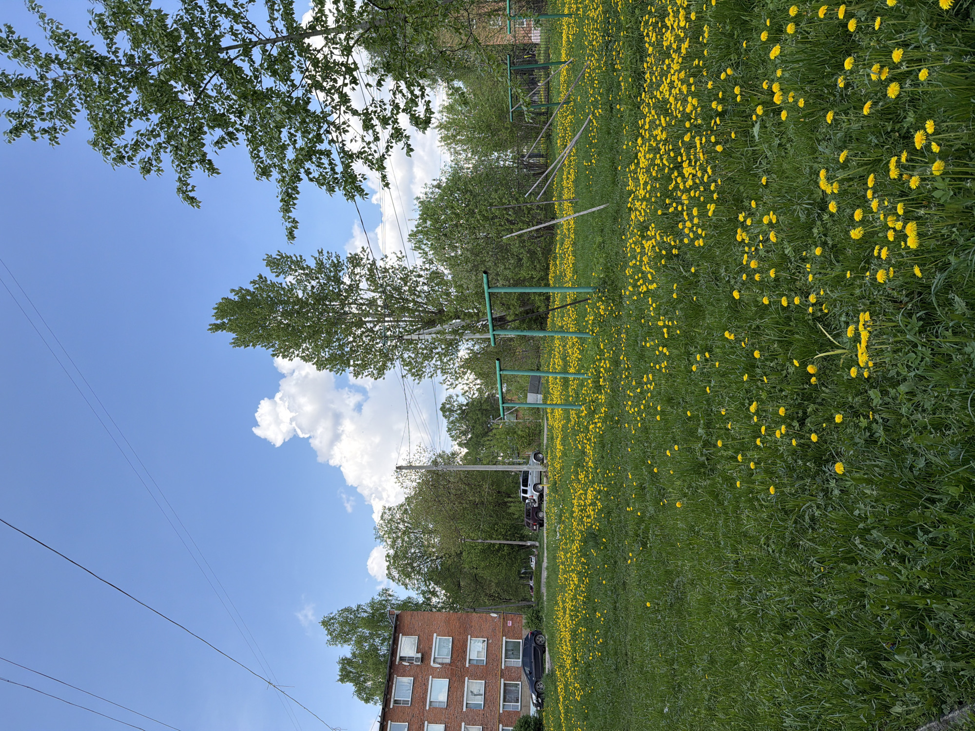 The image depicts a field of dandelions in Reshetnikovo, Russia, under a partially cloudy sky. Green trees surround the field. In the background are green playground structures, power lines, and an apartment building. Several cars are parked near the apartment building.