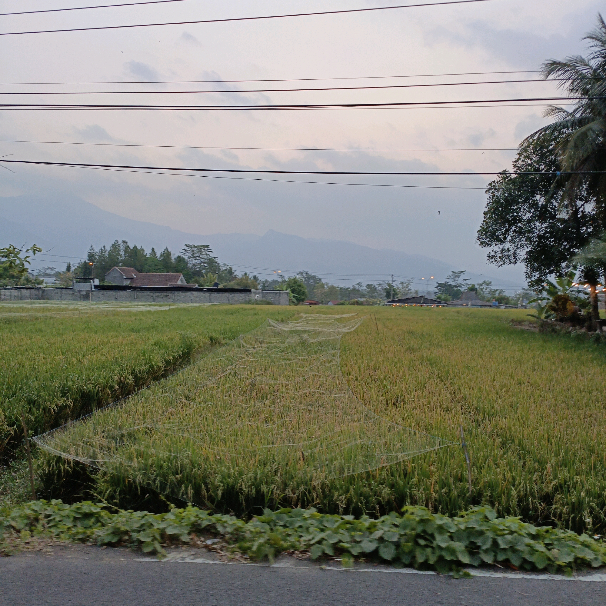This image captures a wide-angle view of a rice paddy field, likely situated in or near Salatiga, Indonesia, given the context. The sky above is overcast, with soft hues of gray and hints of pale pink, suggesting either early morning or late evening light. Several utility wires are strung horizontally across the upper portion of the frame, indicating proximity to infrastructure.
The foreground is dominated by the lush green of the rice plants, which are dense and appear to be nearing harvest, with some stalks showing a yellowish tint. A noticeable feature within the field is a large, irregular net stretched across a section of the rice. The net is translucent and appears to be supported by thin poles. This netting is likely used for bird deterrence or some form of crop protection.
Beyond the rice paddy, a low, dark-colored wall runs horizontally, forming a boundary. Behind this wall, a few buildings are visible, including one with a reddish-brown tiled roof. Further in the background, a line of trees, primarily dark green, creates a natural backdrop, and beyond them, the soft, hazy silhouettes of mountains rise against the sky, characteristic of the landscape around Salatiga. On the far right of the image, the top of a palm tree and some dense foliage are visible, along with a hint of outdoor lighting fixtures, suggesting a residential or commercial area adjacent to the field. The bottom of the image shows a section of asphalt road and some green vegetation lining its edge. There are no people visible in the scene.