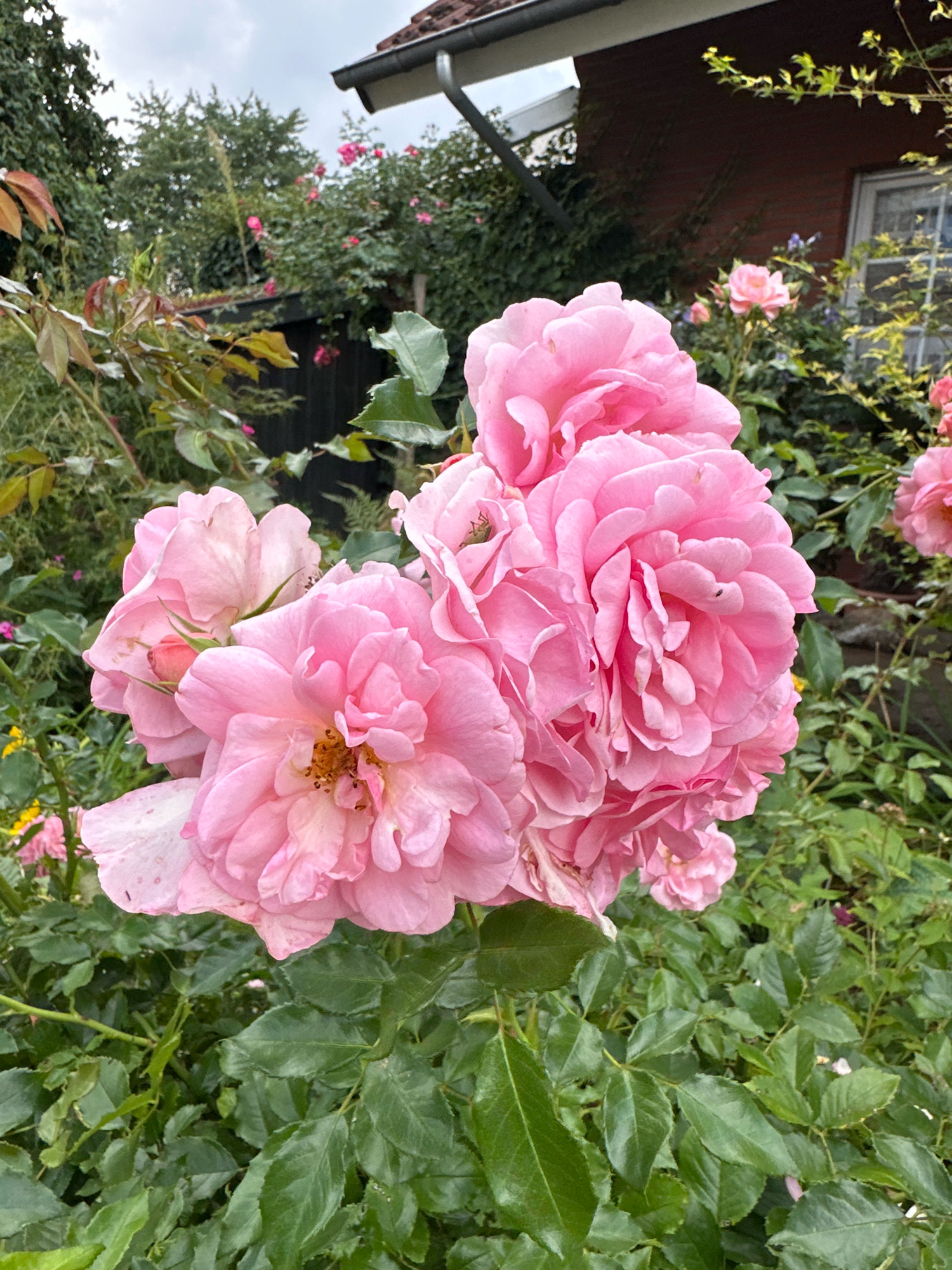 A cluster of pale pink roses is in the foreground, their petals unfurling in full bloom. The roses are densely packed together, with some slightly wilted or imperfect petals visible. Behind the roses, a blur of green foliage fills the mid-ground. In the background, a portion of a red brick building with a dark roof and a white-paned window is visible. The sky above is overcast, suggesting a cloudy day. The overall scene appears to be a garden setting within a residential area.