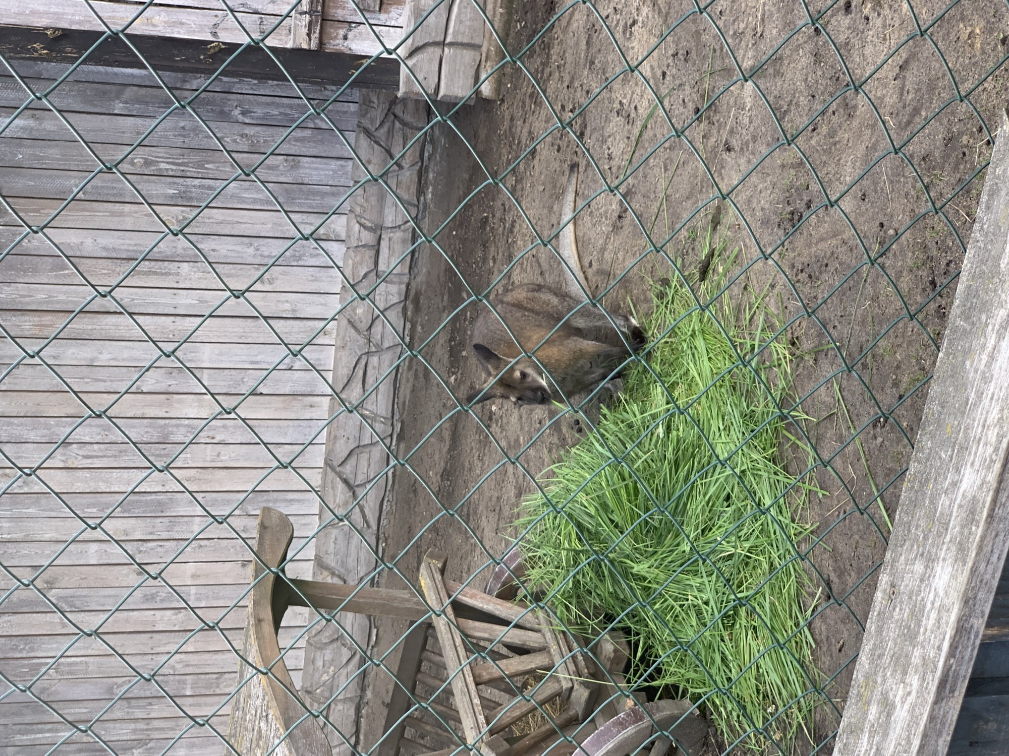 A small, brown kangaroo is standing in an enclosure behind a wire fence. It is facing left and eating a pile of green grass. To the left of the kangaroo, there is a weathered wooden structure, possibly part of an old cart or feeder. The ground is dirt and straw. In the background, a wooden fence is visible. The scene appears to be in an outdoor enclosure, likely a zoo or wildlife park, potentially located in the Малахавецкі сельскі Савет, Belarus area.