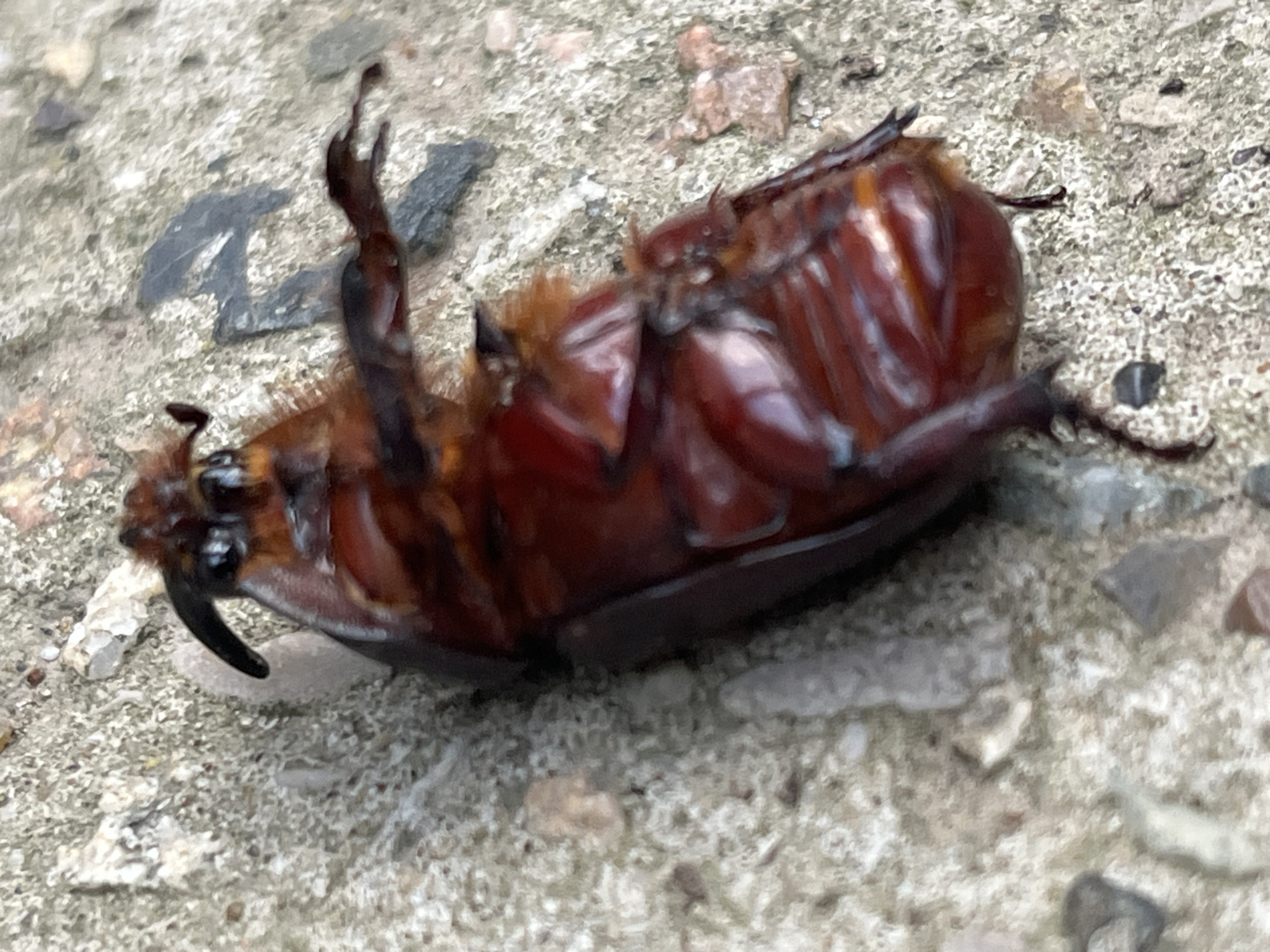 A dead rhinoceros beetle lies on its back on a speckled gray surface, possibly concrete or pavement. The beetle is a dark reddish-brown with a glossy sheen. Its legs are splayed outwards, with some curled upwards. The head of the beetle is visible, featuring two prominent black eyes and a curved horn-like projection extending forward. The body of the beetle is segmented and appears robust. The surrounding surface is textured and contains small pebbles and darker irregular shapes. There are no visible signs of text. The scene appears to be outdoors, with natural light suggesting it could be daytime. No specific weather conditions are evident. The location context provided is Krasnyye Barrikady, Russia.