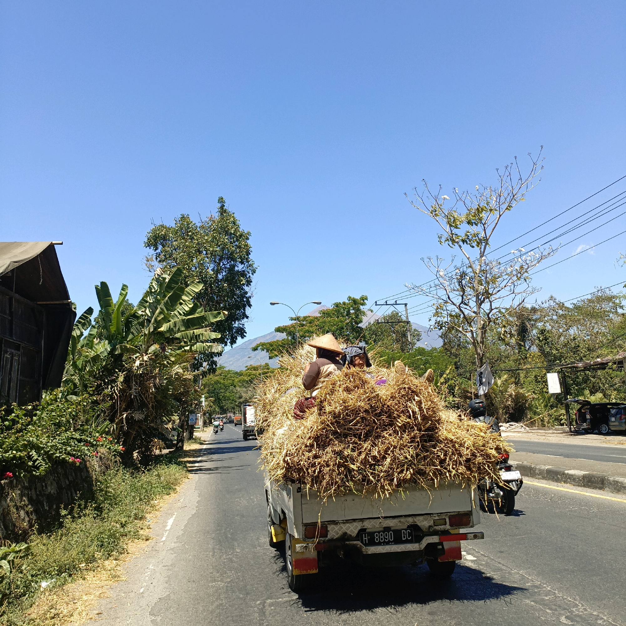 In Salatiga, Indonesia, a truck is filled with harvested crops, likely rice straw, which is a common sight during harvest season. The truck is driving on a paved road, and in the background, there are trees, mountains, and a clear blue sky. Two people are riding on top of the harvested crops, one wearing a conical hat. The truck has a license plate that reads "H 8890 BC". The scene appears to be during daylight, under a bright sun. The road has a white line marking the lane. On the left side of the road, there is a wall covered with greenery and some red flowers. On the right side, there are more trees, power lines, and a few parked vehicles. The overall atmosphere suggests a rural or semi-rural setting during a time of agricultural activity.