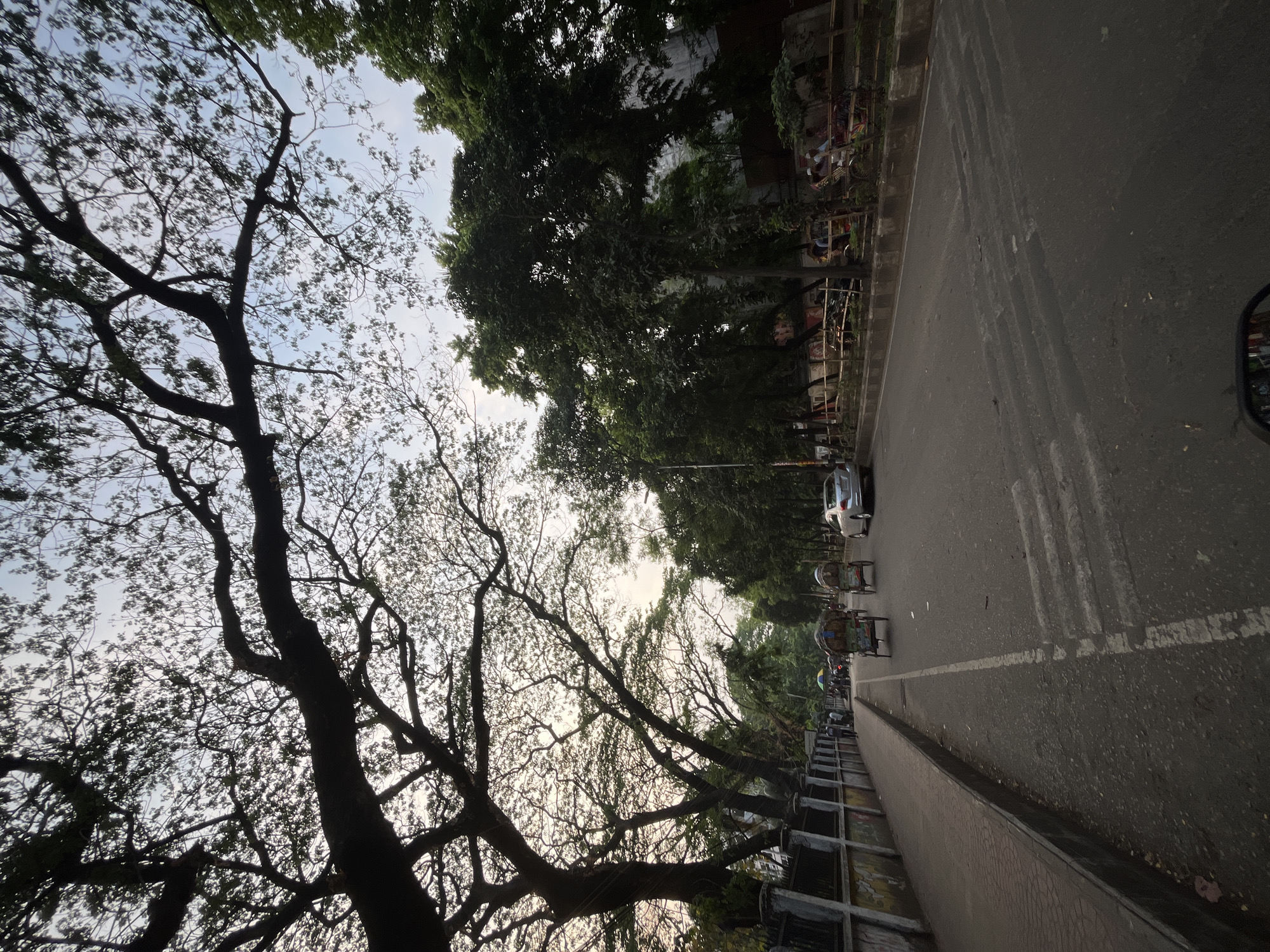 The image depicts a street scene in Dhaka, Bangladesh. The camera angle is low and tilted upwards, capturing a view that is partly obscured by the dense foliage of trees on the left side of the frame. The trees form a canopy, with their branches silhouetted against the sky. On the right, there is a paved road with a few vehicles, including a car and what appear to be cycle rickshaws, a common mode of transport in Dhaka. A low wall runs along the edge of the road. The sky is visible in patches between the trees, suggesting it may be early morning or late afternoon. The overall atmosphere suggests a typical urban street scene in Dhaka with its blend of nature and urban transportation.