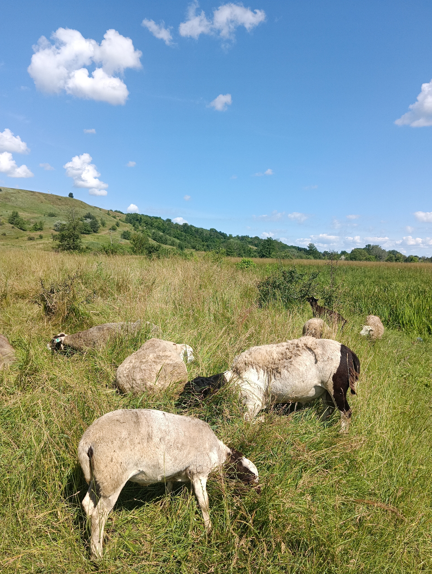 A flock of sheep graze in a grassy field under a bright blue sky dotted with fluffy white clouds. The sheep are of various colors, including white, black, and brown, with some having distinctive markings. They are scattered throughout the field, with some lying down and others actively eating grass. The terrain is gently rolling, with a verdant hill in the background covered in trees and vegetation. The sunlight suggests it is daytime, likely mid-morning or afternoon, given the clear sky and shadows. The overall scene conveys a sense of peaceful rural life and natural beauty. There is no visible text in the image.