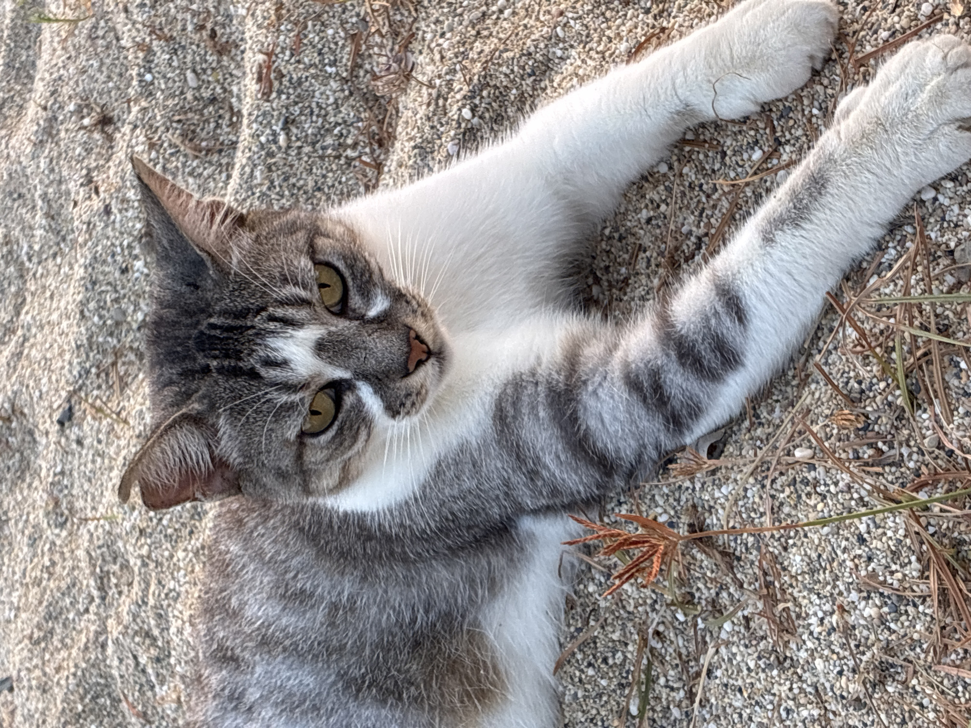 A domestic cat, predominantly grey and white with tabby markings, is lying on a sandy surface dotted with small pebbles and dried vegetation. The cat is positioned facing the camera, with its head slightly tilted and its gaze directed forward. Its eyes are a yellowish-green. The environment appears to be an outdoor area, possibly a beach or a sandy patch in a park, given the composition of the ground. There is no indication of Alanya, Turkey, or any specific urban location in the image.