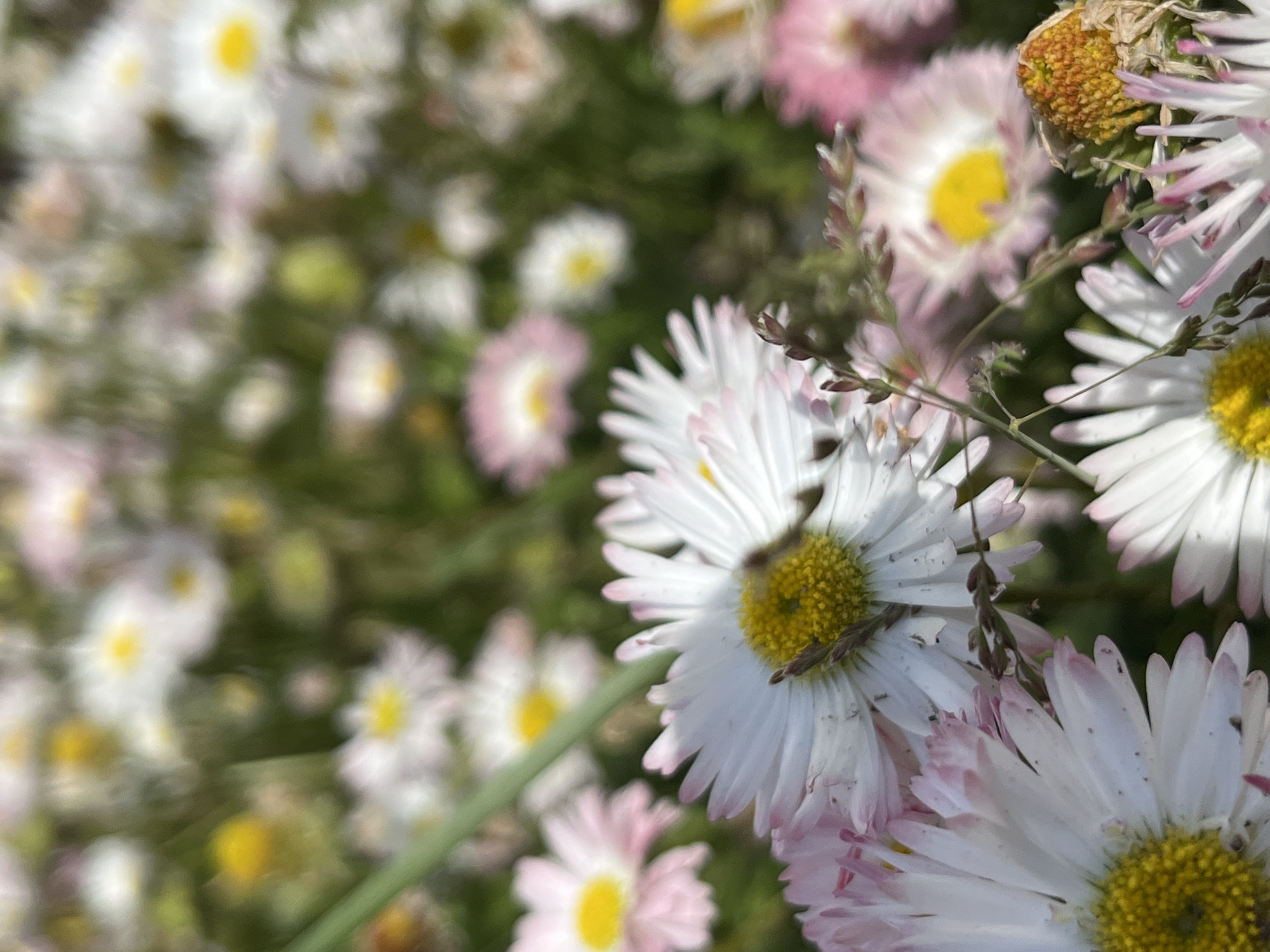 This close-up image captures a vibrant field or garden teeming with small, daisy-like flowers, set in Chaikovsky, Russia. The foreground flowers are in sharp focus, while the background is softly blurred, creating a shallow depth of field that highlights the intricate details of the blooms.
The primary subjects are numerous flowers, predominantly featuring bright white petals surrounding distinct yellow centers. Many of these flowers display delicate pink tints or edges on their outer petals, adding a subtle touch of color. Scattered throughout the floral arrangement are thin green stems and blades of grass. Near the top right, a dried, brownish-yellow flower head is visible among the fresh blooms, suggesting a natural cycle of growth and decay.
A small, elongated, brownish-green insect, possibly a praying mantis nymph or a stick insect, is subtly camouflaged within the yellow disc florets and white petals of the largest daisy in the mid-right section of the image. Another tiny dark speck or linear object, potentially another insect or debris, rests on a flower to its right.
The scene is illuminated by bright, natural daylight, indicating a clear day, likely late morning or early afternoon. The image conveys a sense of natural beauty and tranquility, capturing a serene moment in a thriving outdoor environment. No visible text is present in the media file.