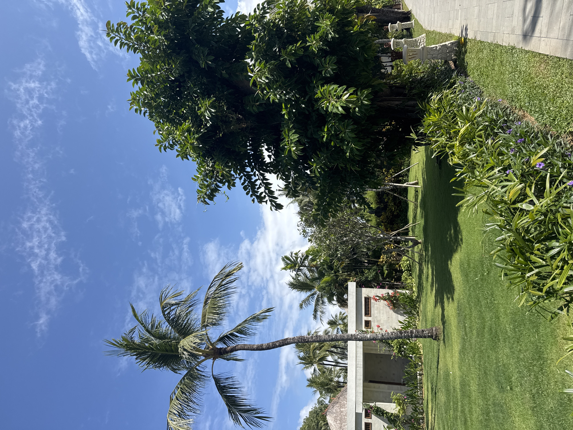 The image captures a vibrant outdoor scene. A tall palm tree extends across the left side of the frame, reaching towards a blue sky with scattered clouds. Lush green grass covers the ground, interspersed with various plants and shrubs, some featuring purple flowers. In the background, a building with a concrete exterior is partially visible, with green foliage growing on the walls. Adjacent to the lawn is a paved walkway bordered by a low stone wall. A large tree with dense, dark green foliage dominates the upper portion of the image. The location appears to be a well-maintained garden or park, possibly in a tropical or subtropical climate.